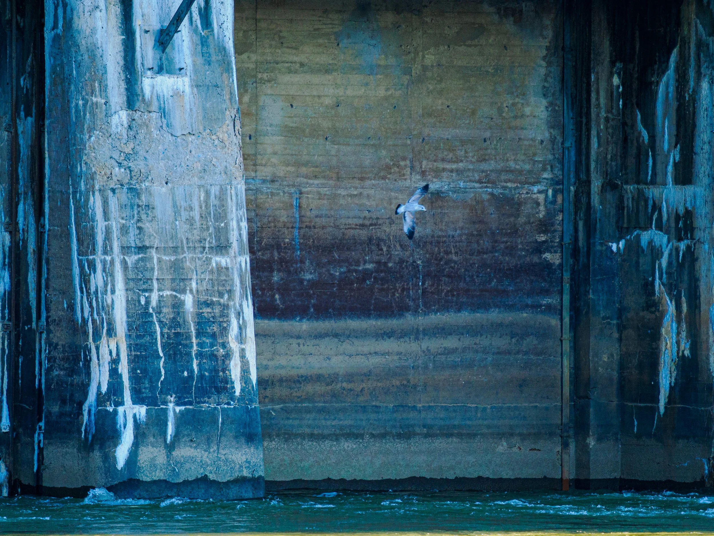 A seagull flying near a large, weathered concrete dam structure with water flowing below.