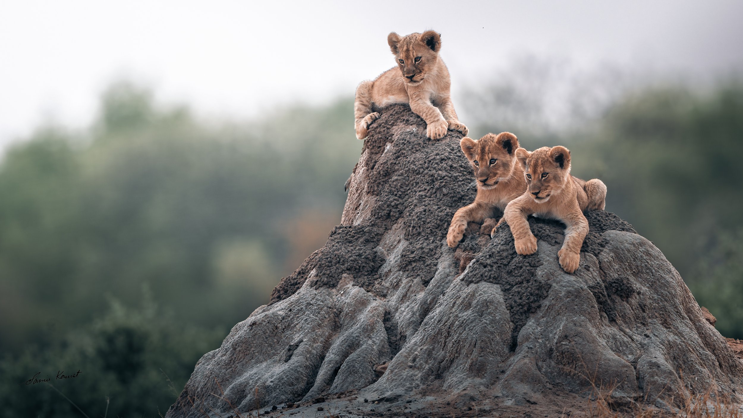 Three lion cubs resting on a large rock formation with a blurred background of trees and sky.