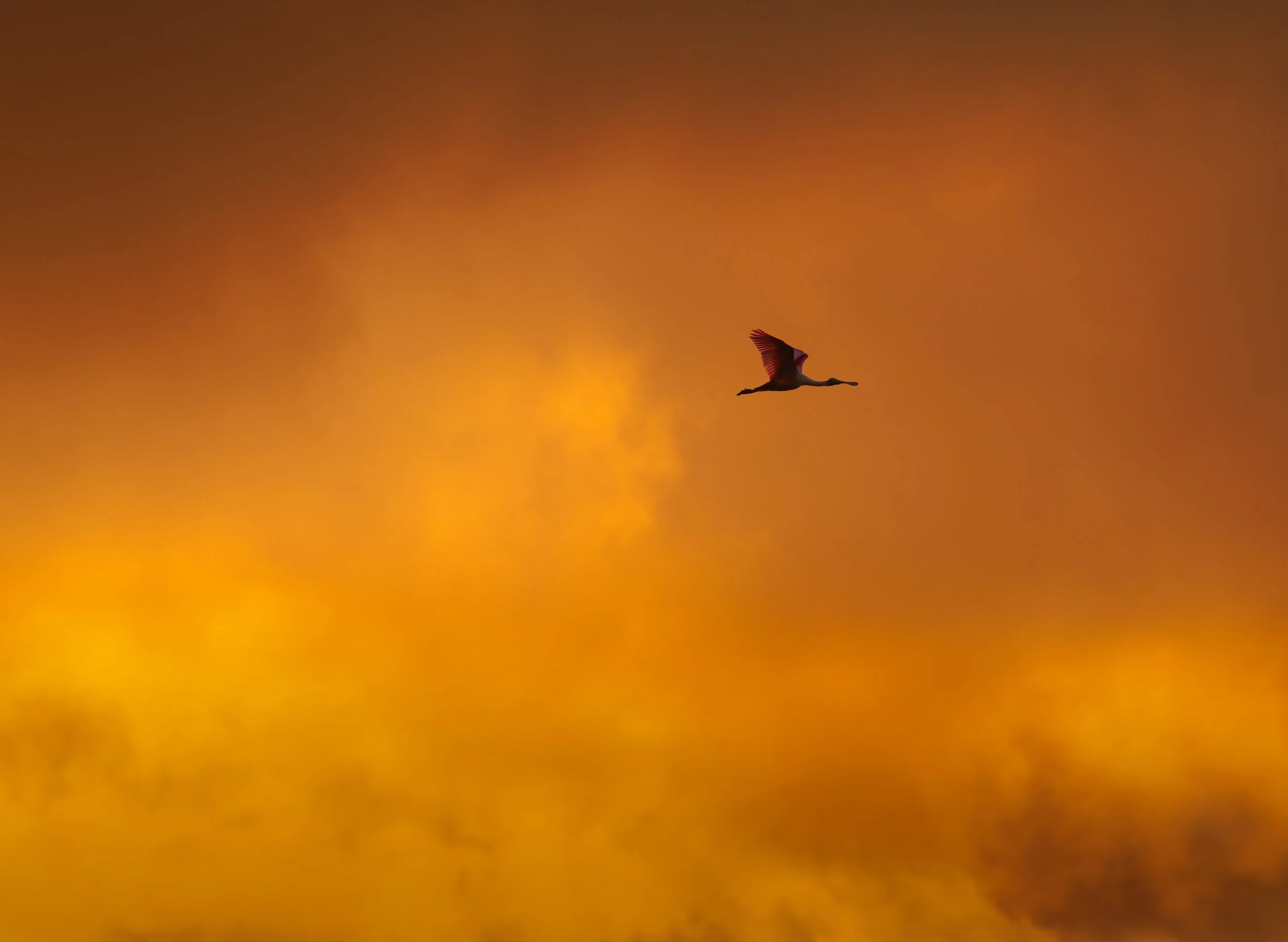 A flying bird with a long neck and spread wings at sunset or sunrise, with an orange sky background.