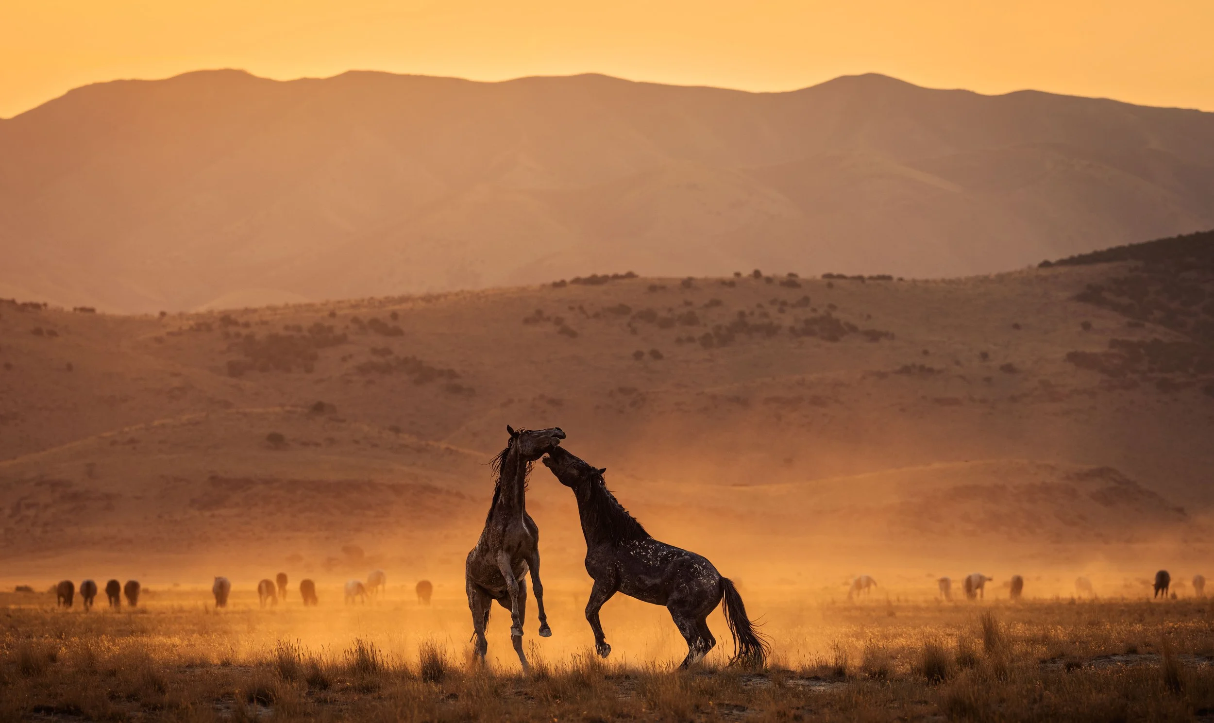 Two horses appear to be kissing in a desert landscape during sunset. In the background, there are mountains and several other horses grazing.