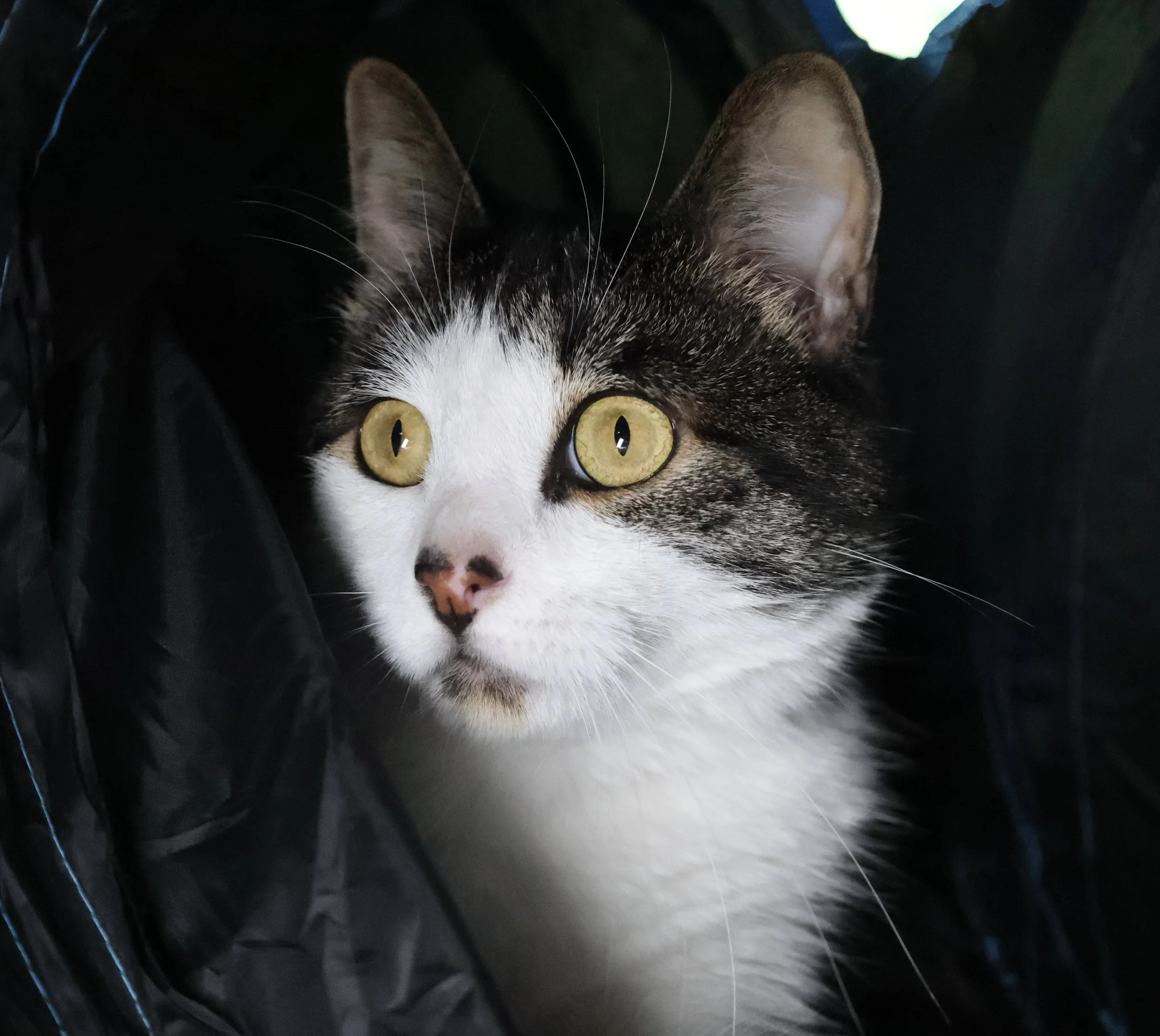 Close-up of a tabby cat with yellow eyes, black, brown, and white fur, peeking out from a dark space, with part of its face visible.