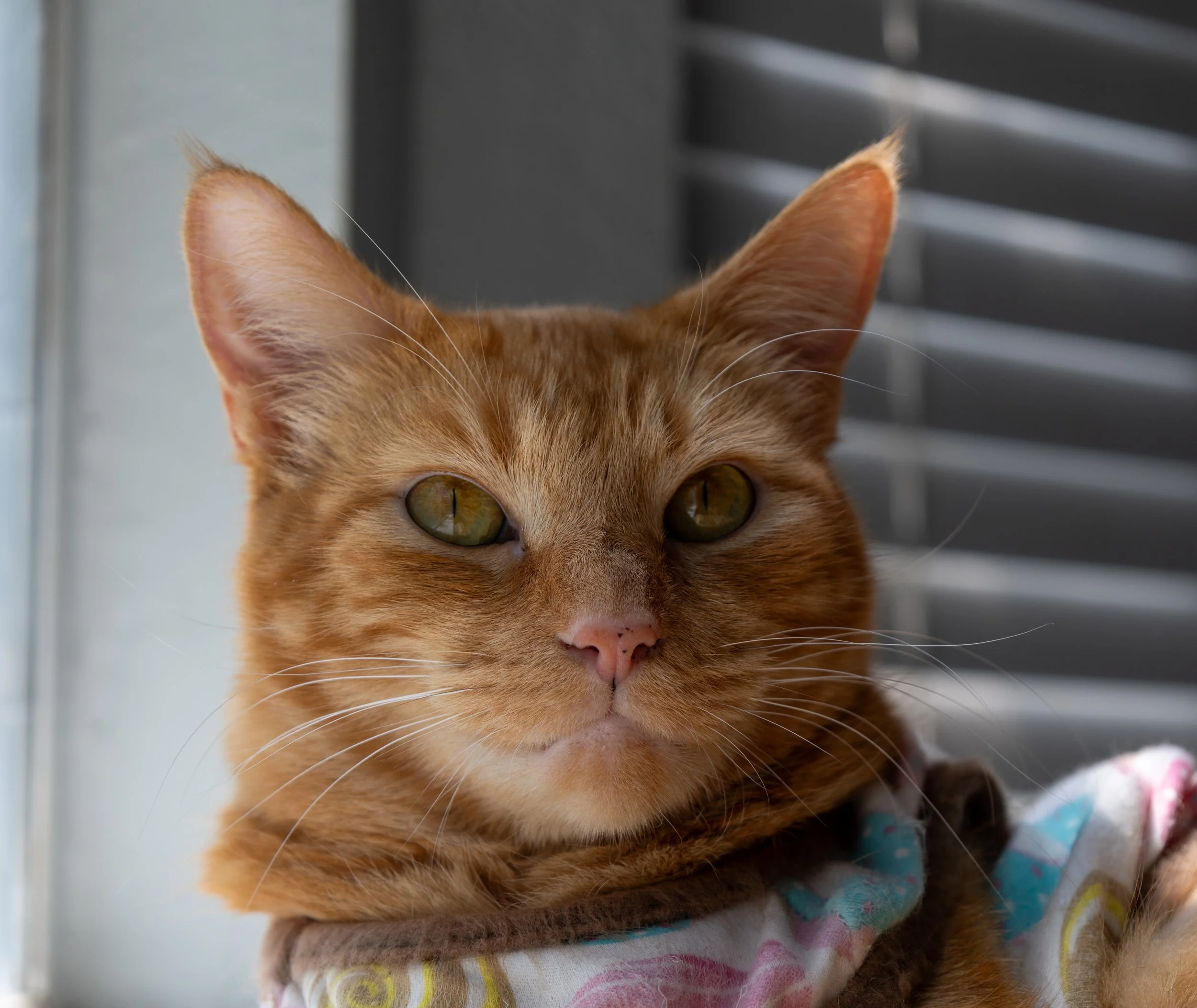 Close-up of an orange tabby cat with piercing yellow eyes, with a background of a grey vent and a window, wearing a colorful fabric around its neck.