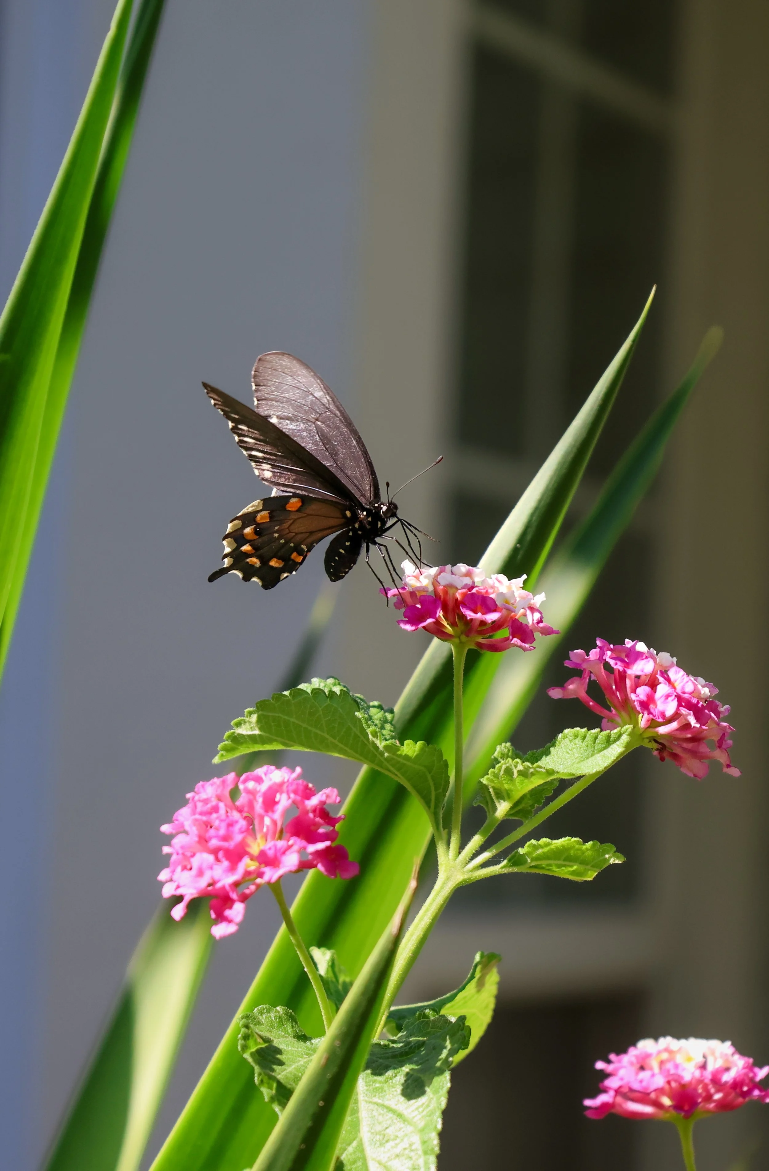 A close-up of a butterfly perched on pink flowers, with green stems and leaves, and a blurred background.