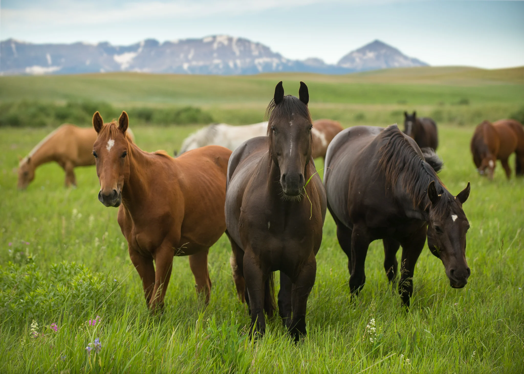 Montana