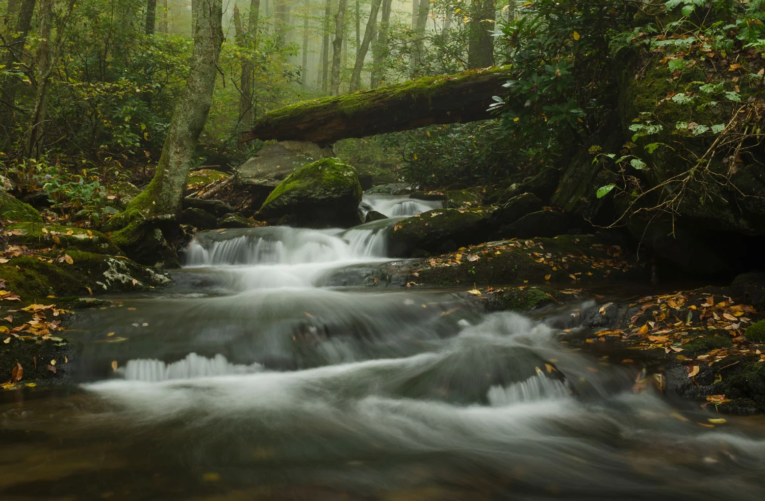 Big Ivy, Pisgah National Forest, North Carolina