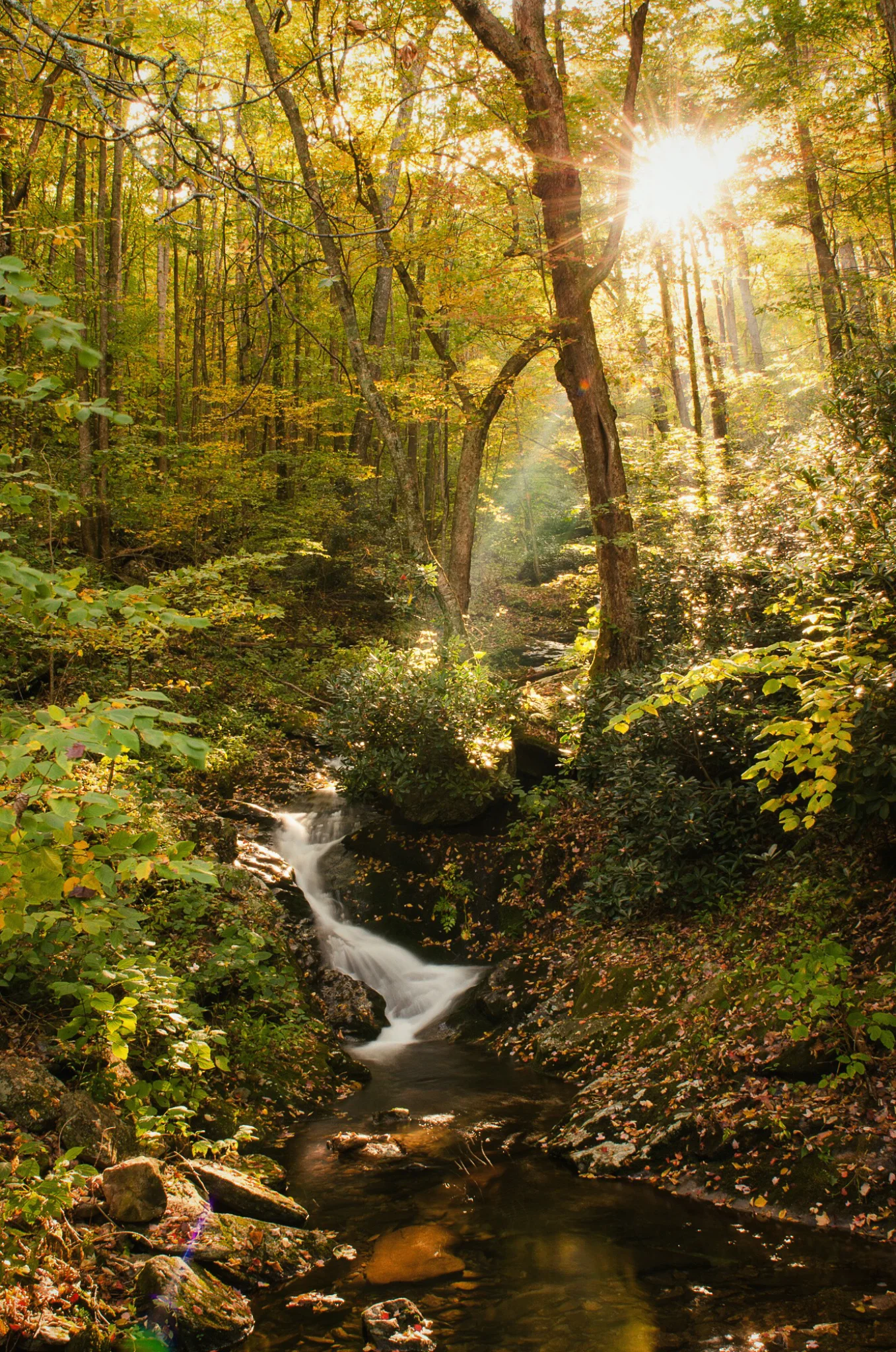Pisgah National Forest, Barnardsville, NC
