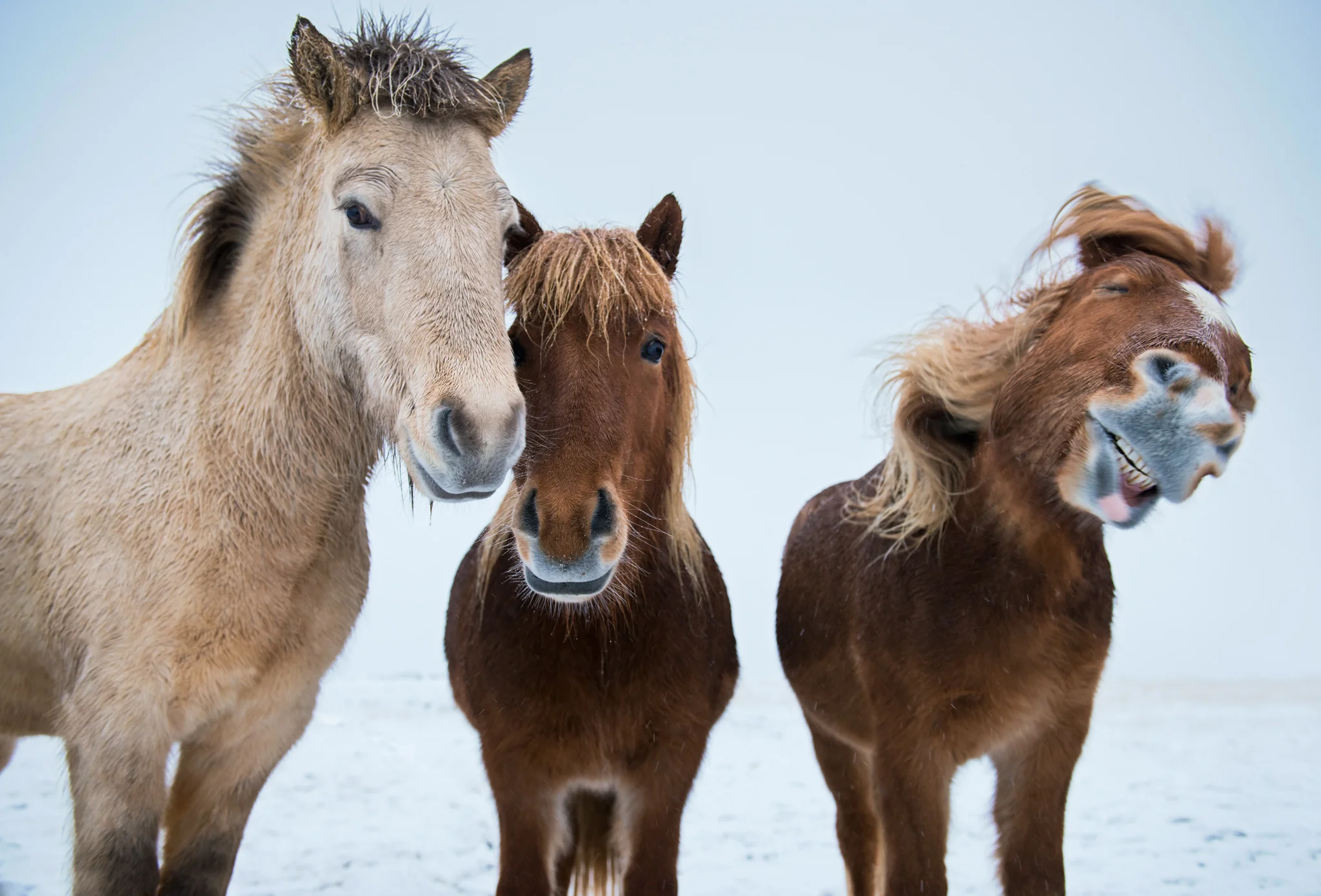 Icelandic Horses