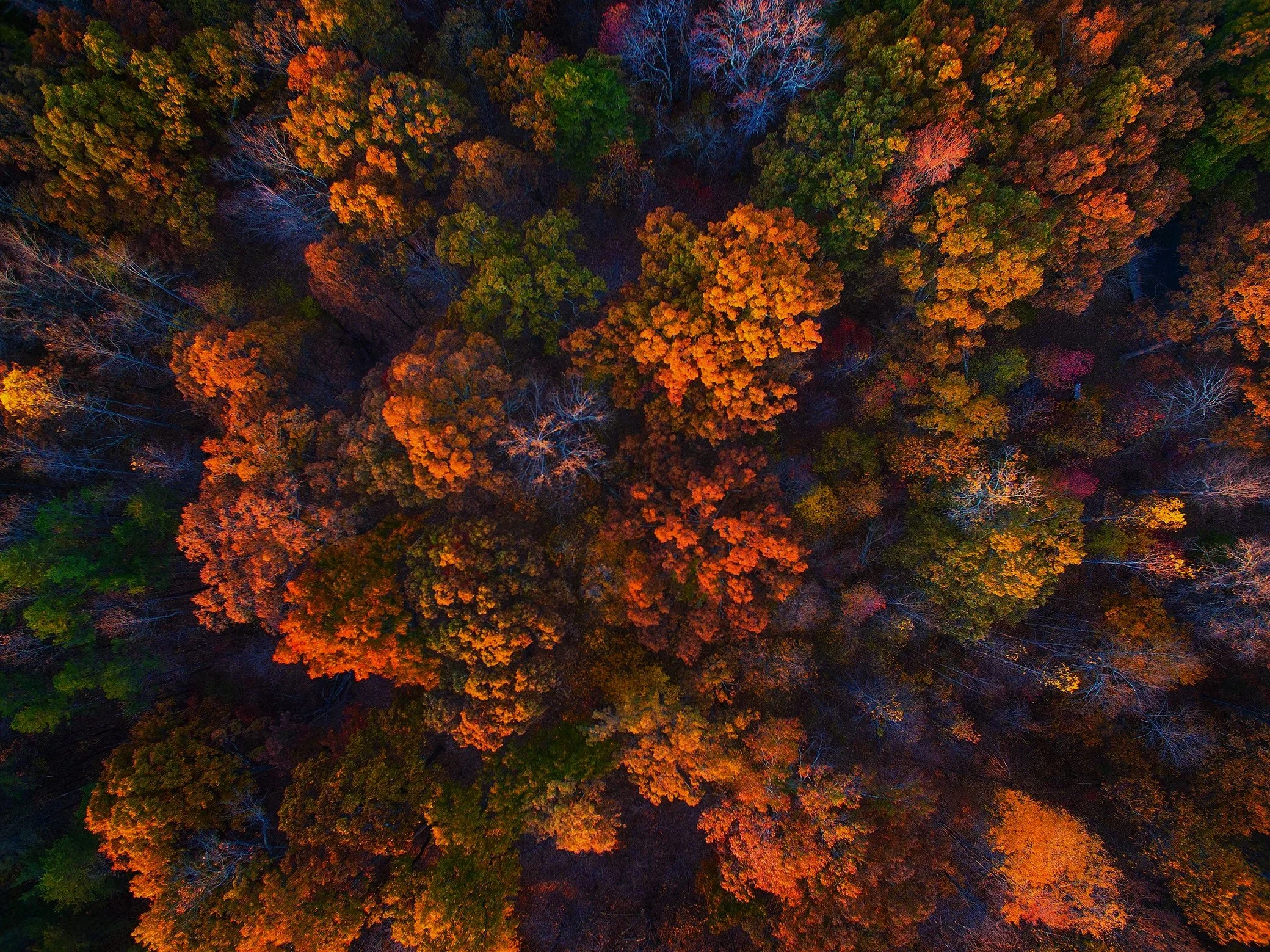 Fall foliage in North Carolina
