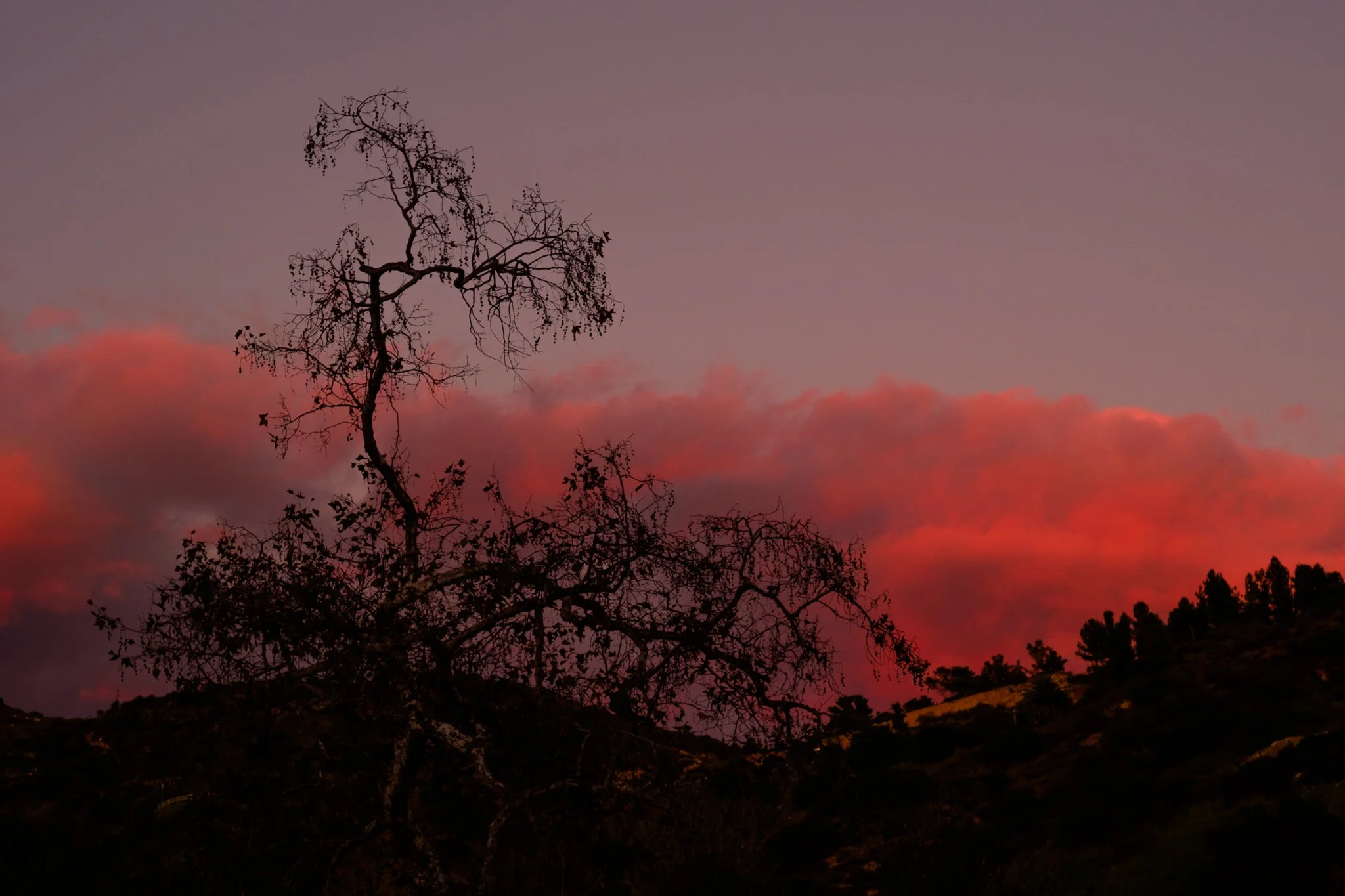 Silhouette of a tree with twisted branches against a colorful sunset sky with pink and purple clouds.
