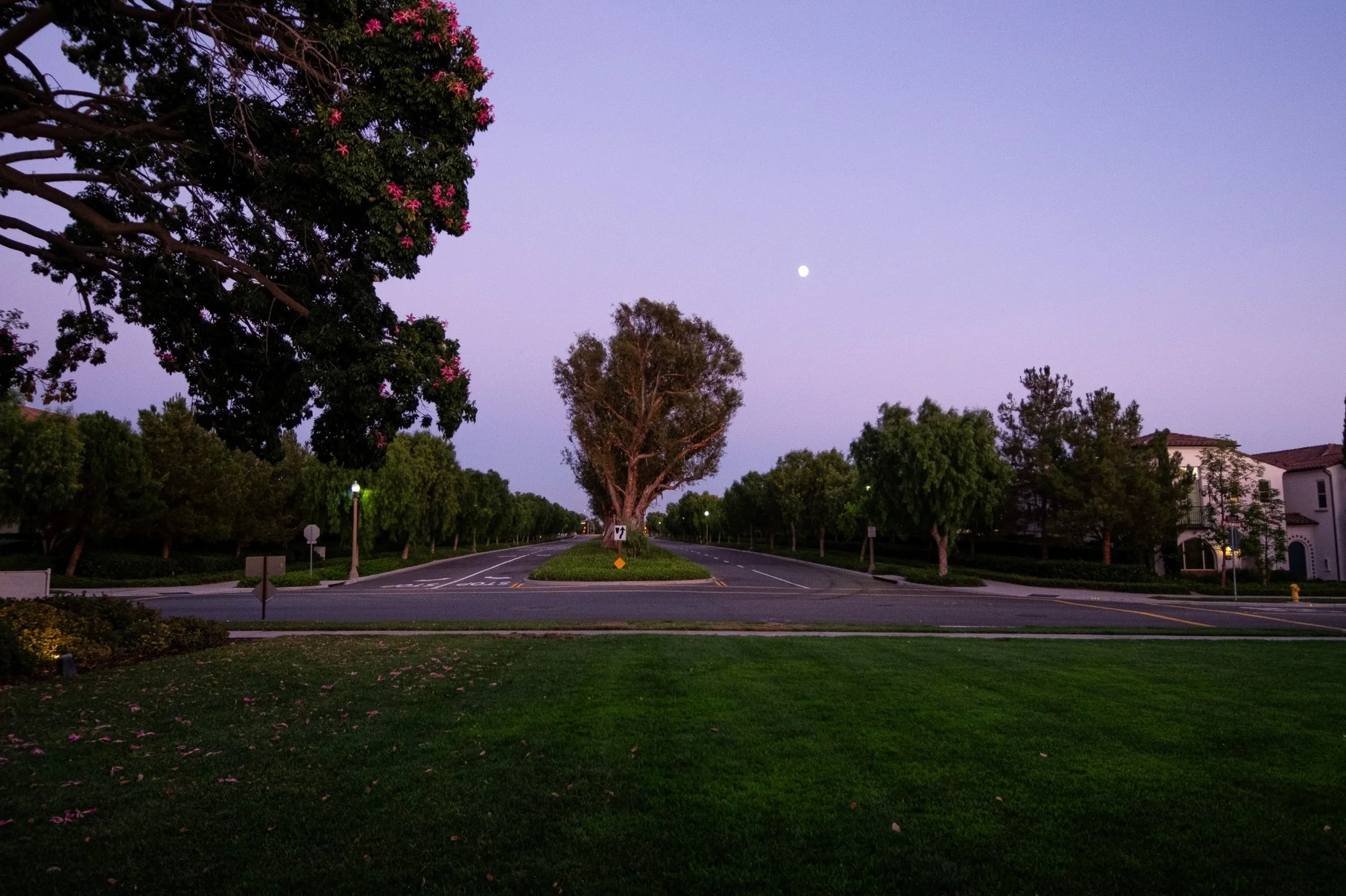 A quiet suburban street scene at dusk with a large tree in the center, surrounded by smaller trees and houses. The sky is purple with the moon visible, and the street is empty.