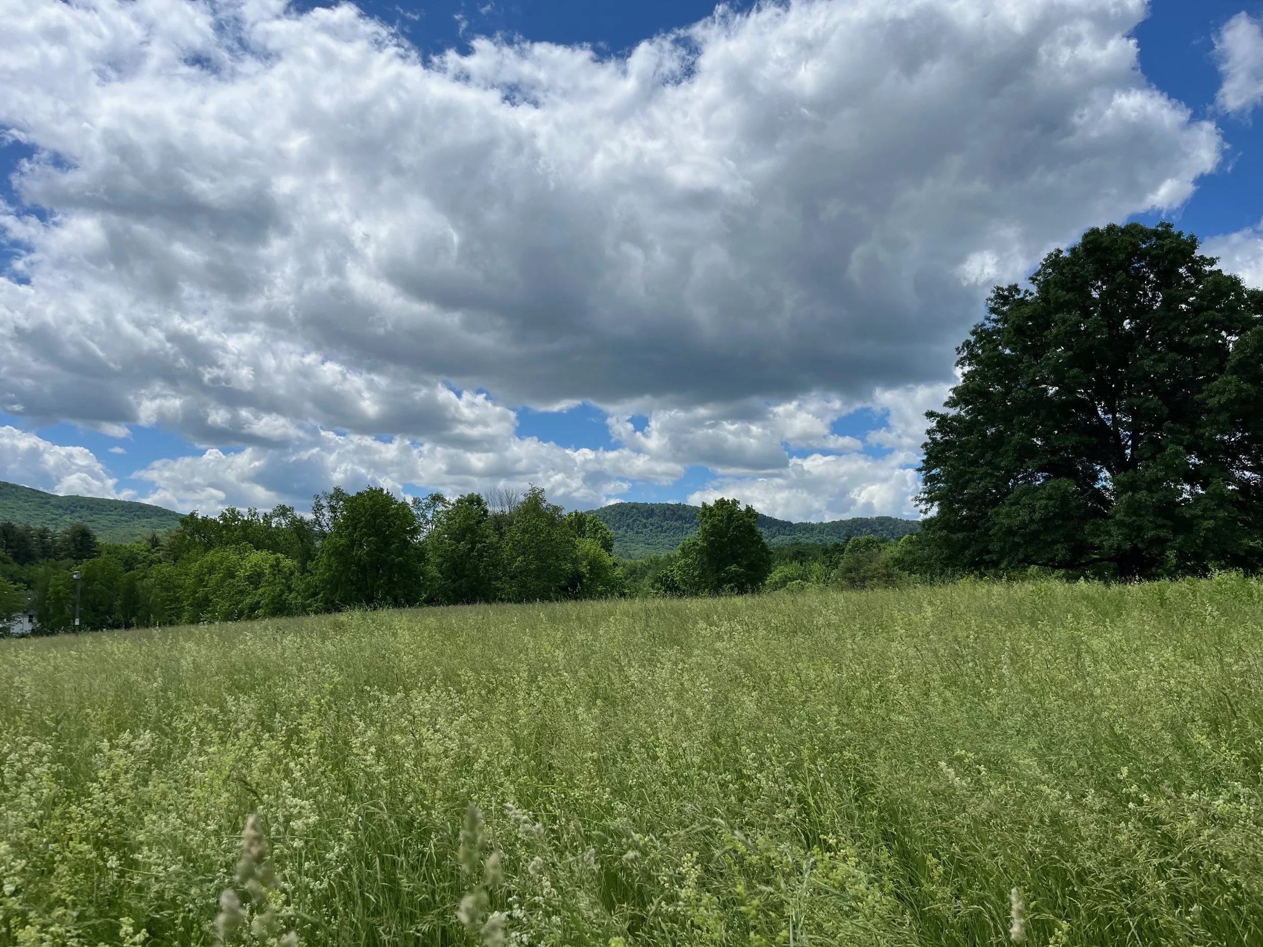 Open hayfield and tree under dramatic clouds, Amherst, Massachusetts