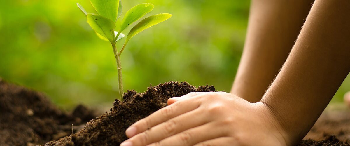 Corporate group participating in a tree planting experience in Costa Rica