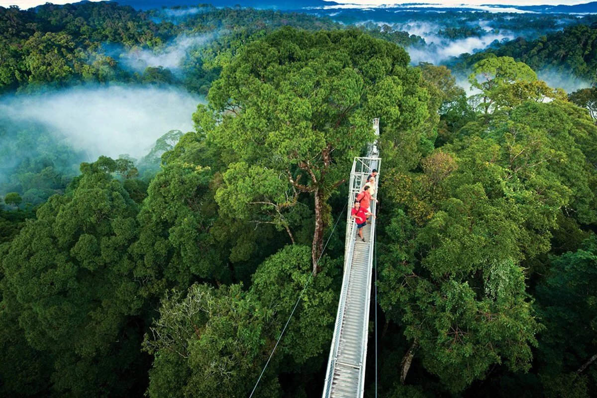 Suspension bridge through the Costa Rica rainforest