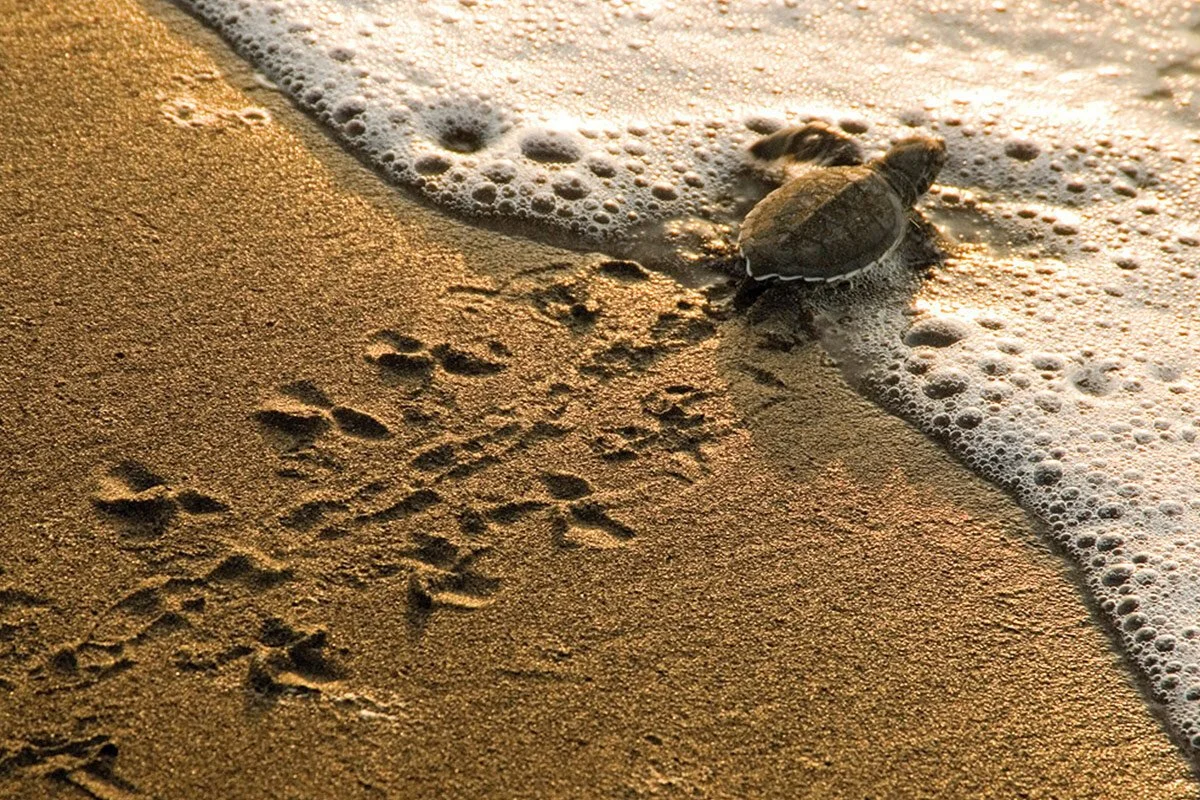 Sea turtle tracks on a Costa Rica beach
