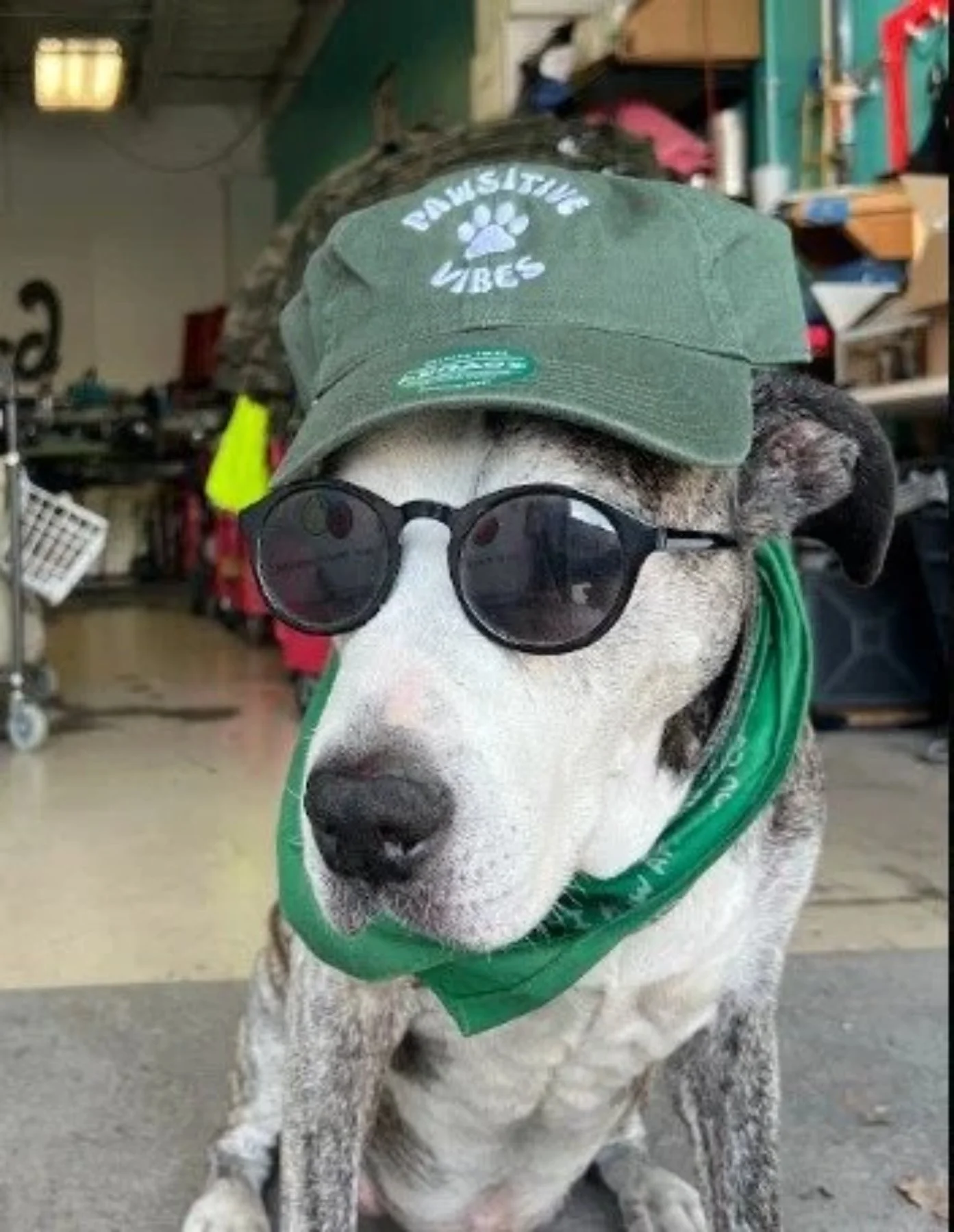 Custom screen printed green hat saying Pawsitive Vibes being worn by a dog made in Texas.