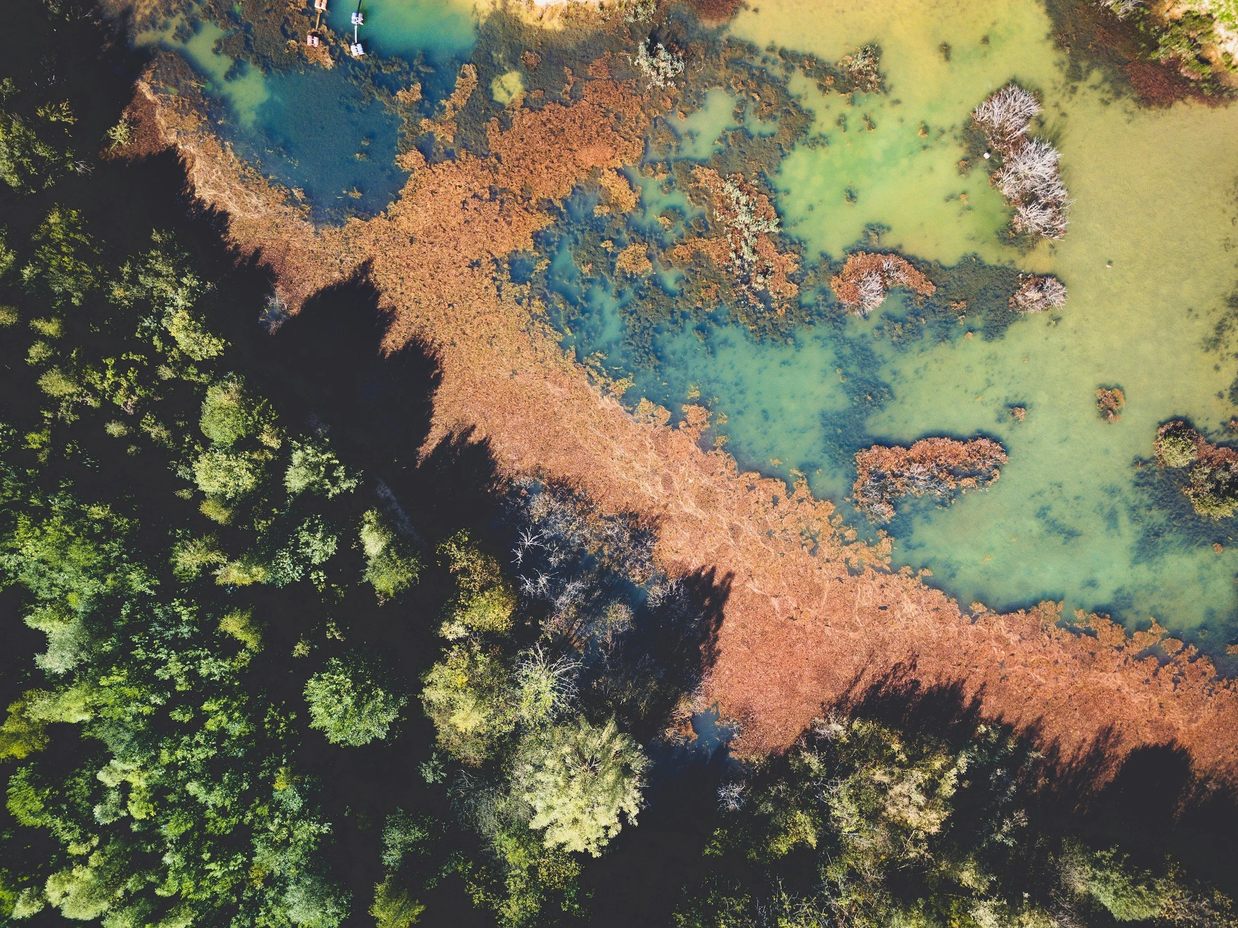 An aerial view of a wetland area with green water, surrounded by dense green and brown trees, some of which have white or bare branches, indicating different seasons or types of trees.
