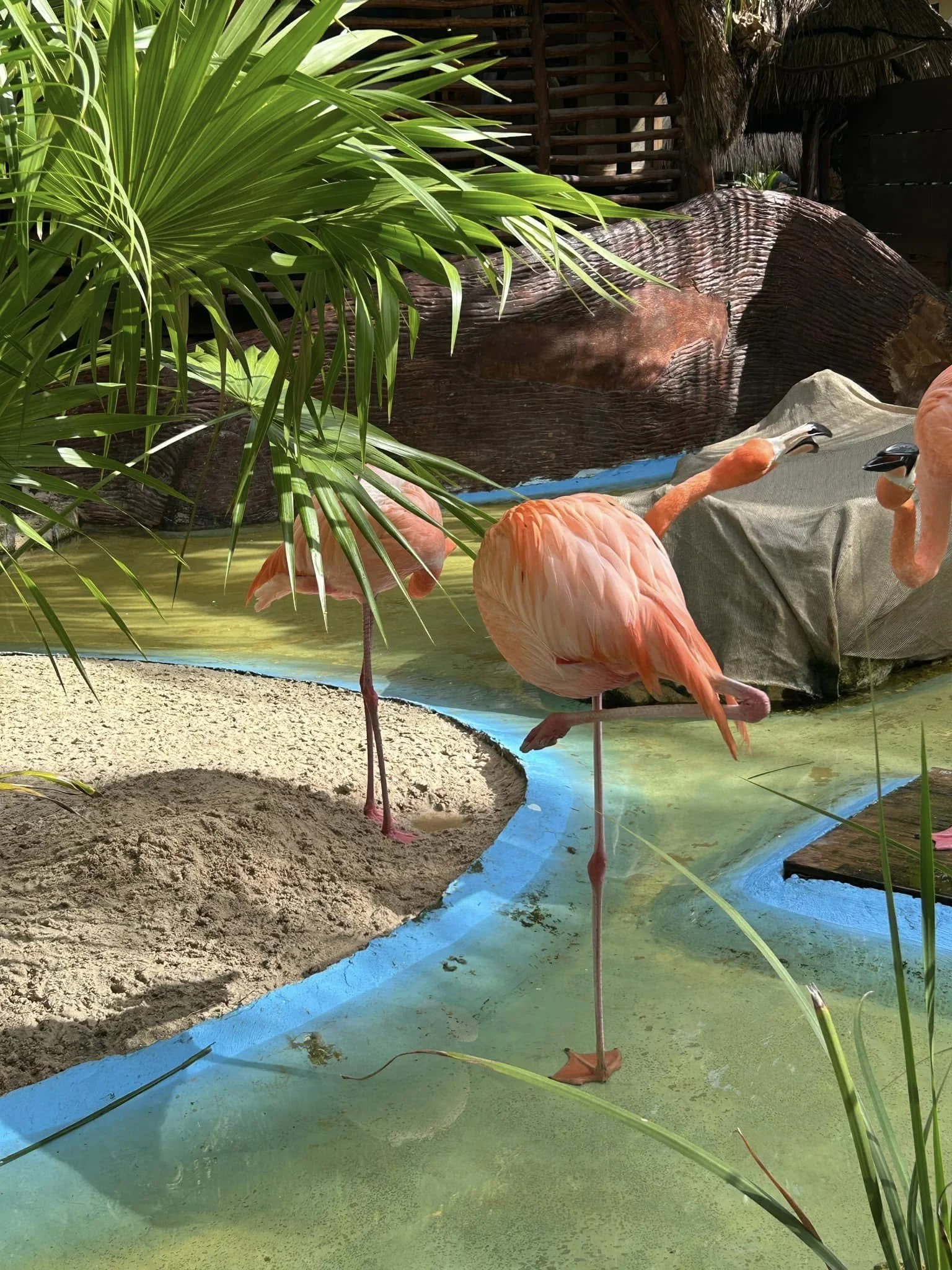 Flamingo excursion in Costa Maya, Mexico