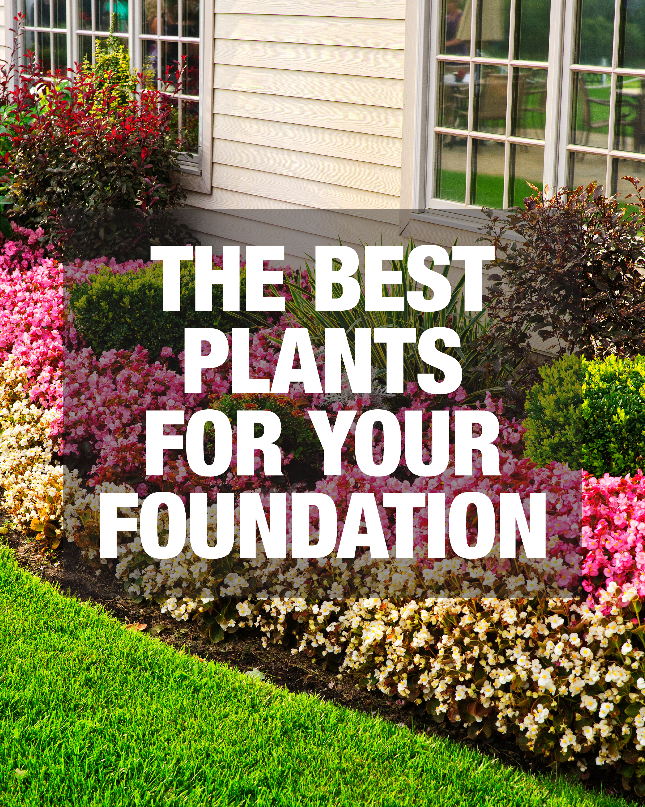Best Plants for Foundation Social Carousel Slide 1 of 8.png