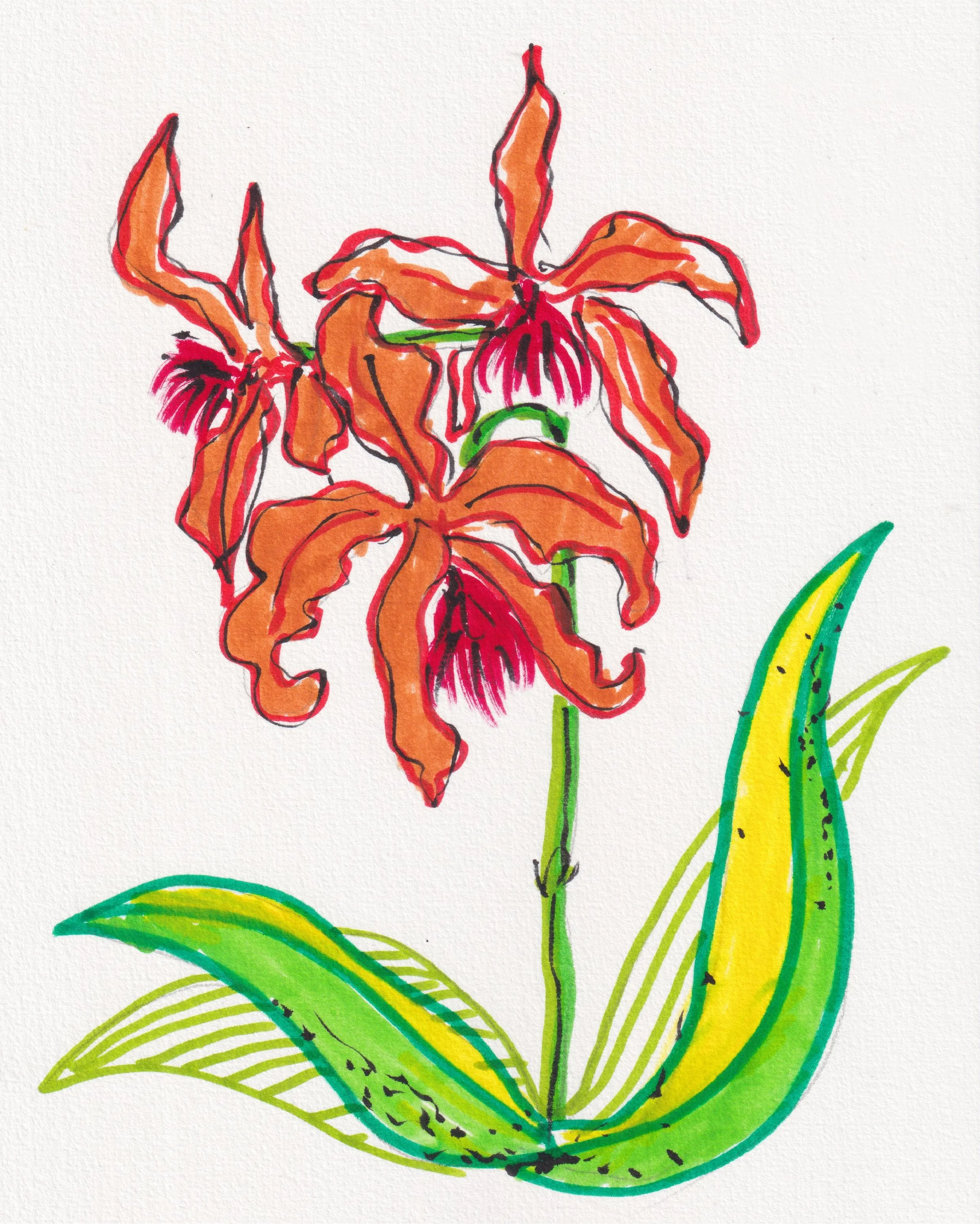 Singapore Orchid