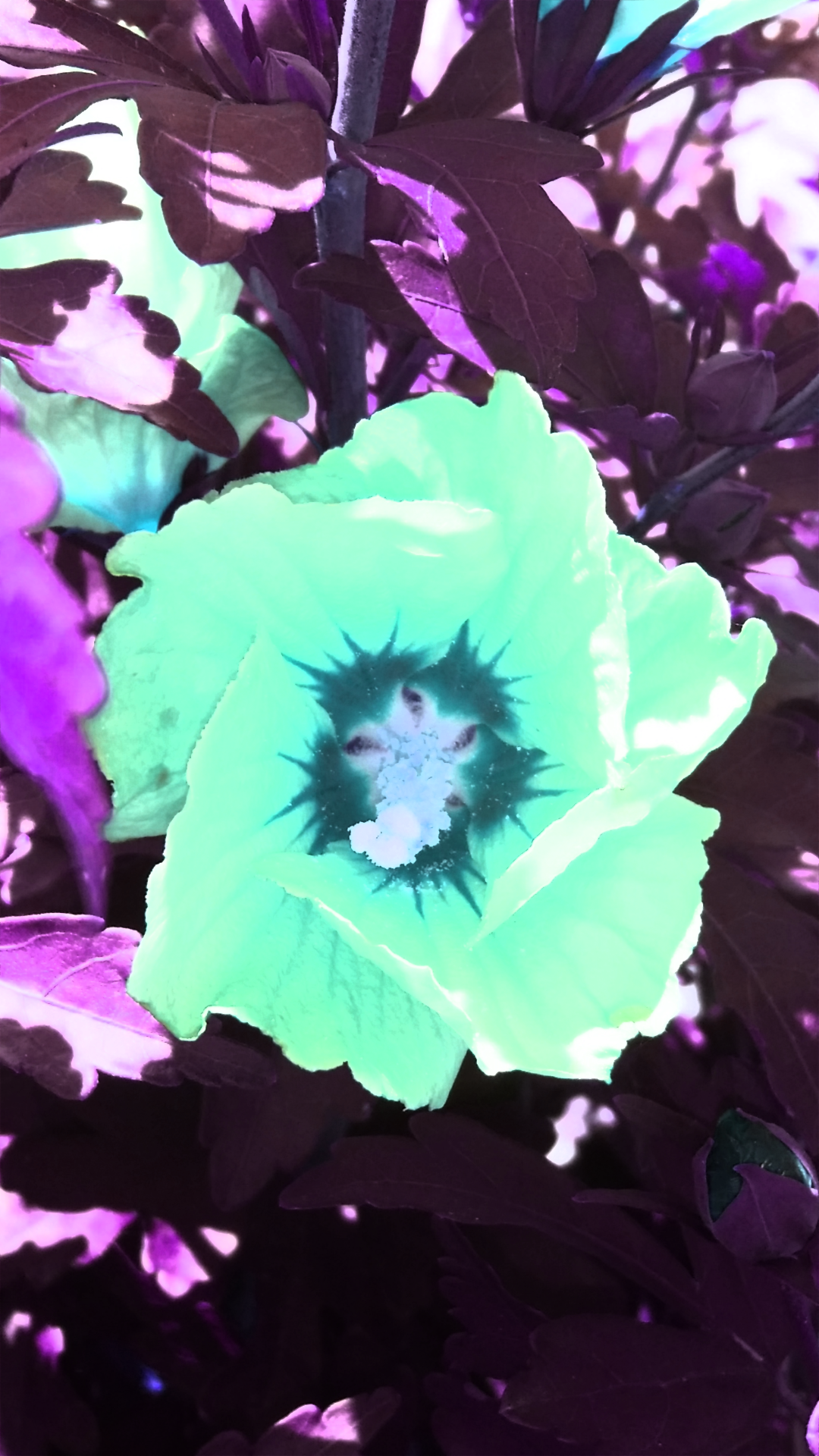 2016-07-20 13.07.42.png