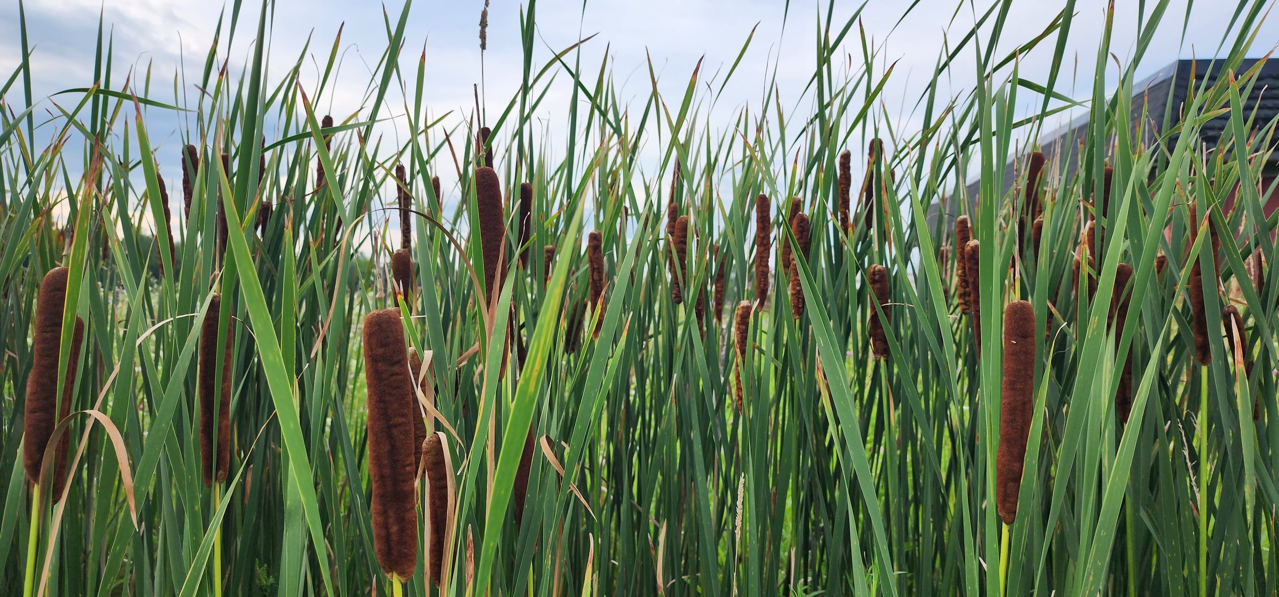 Broad Leaf Cattail