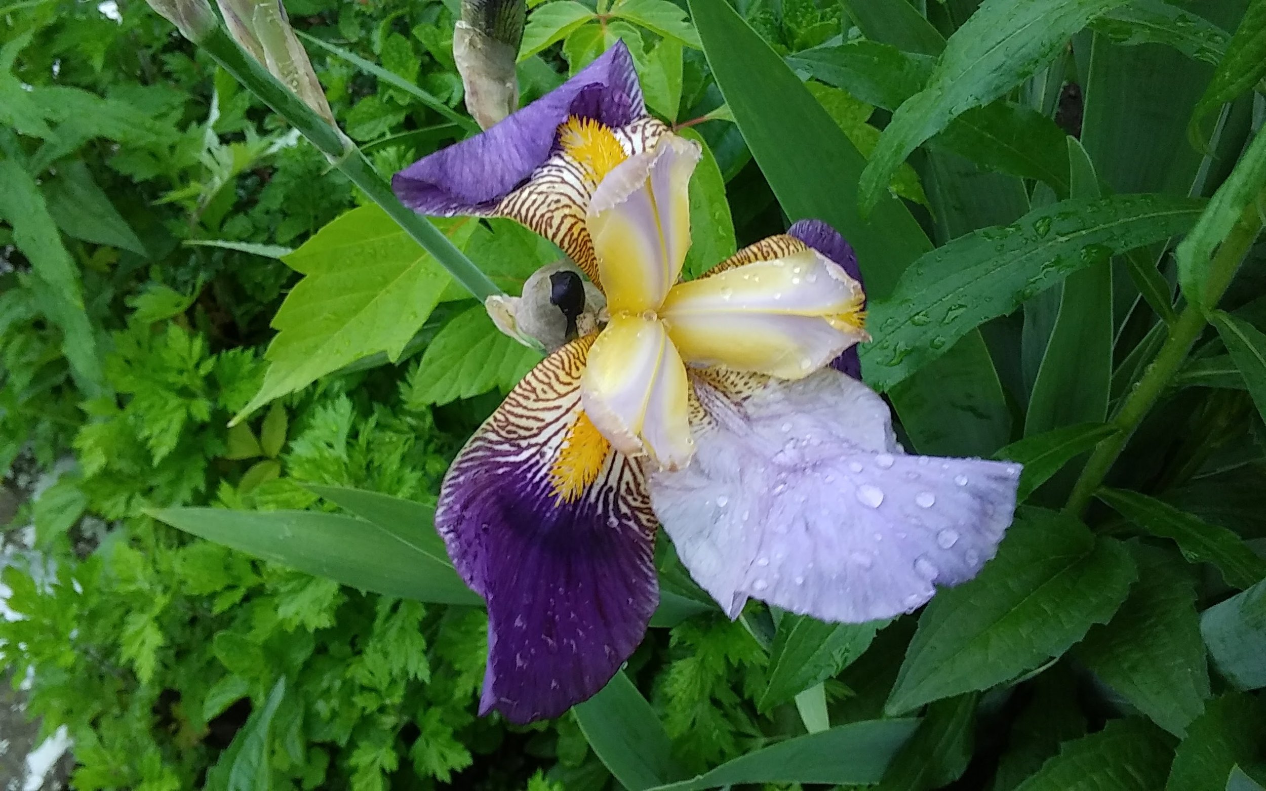 Bearded Iris