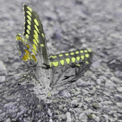 Video Project 9 (1).gif