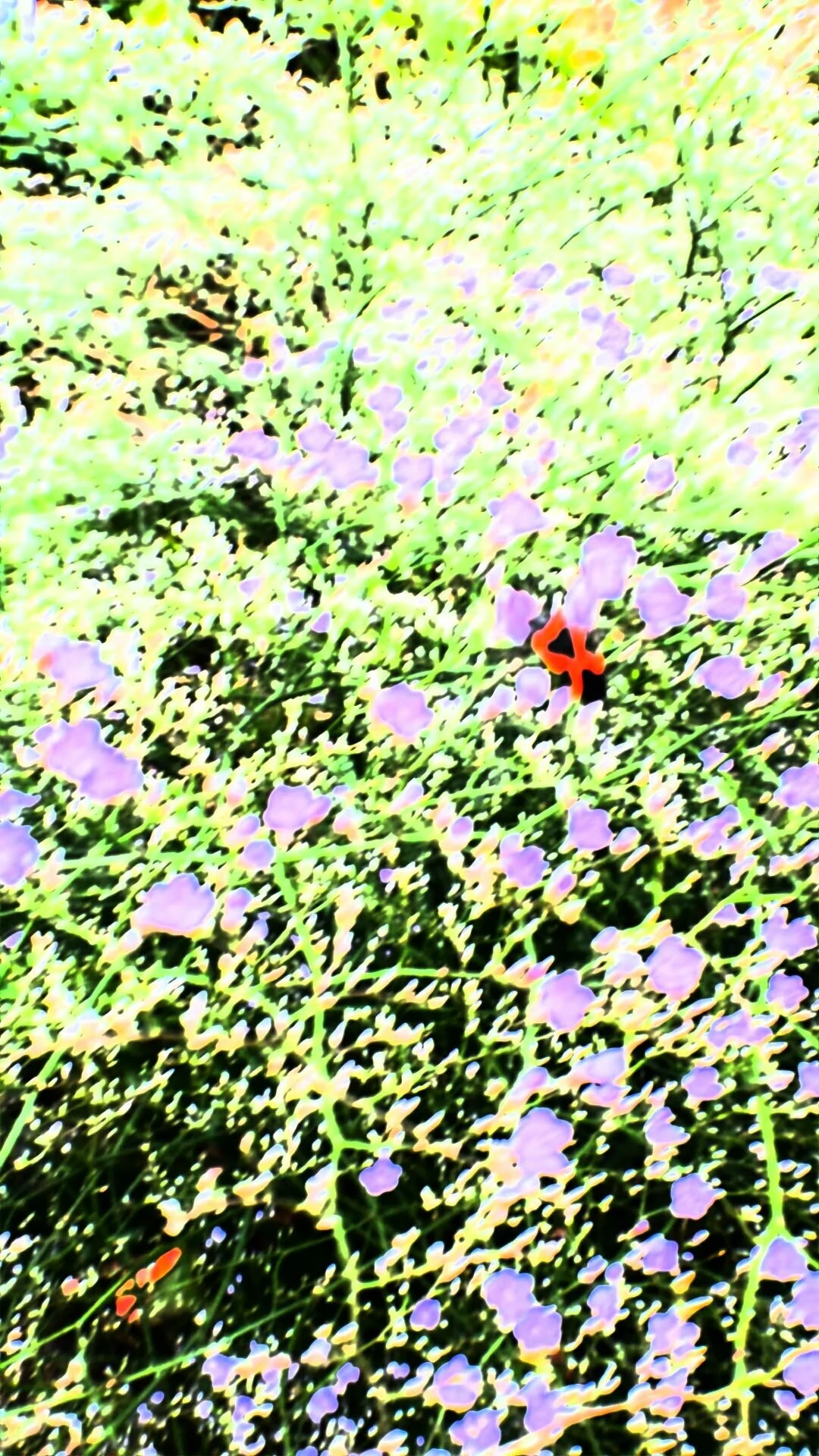 2016-08-05 18.12.18.jpg