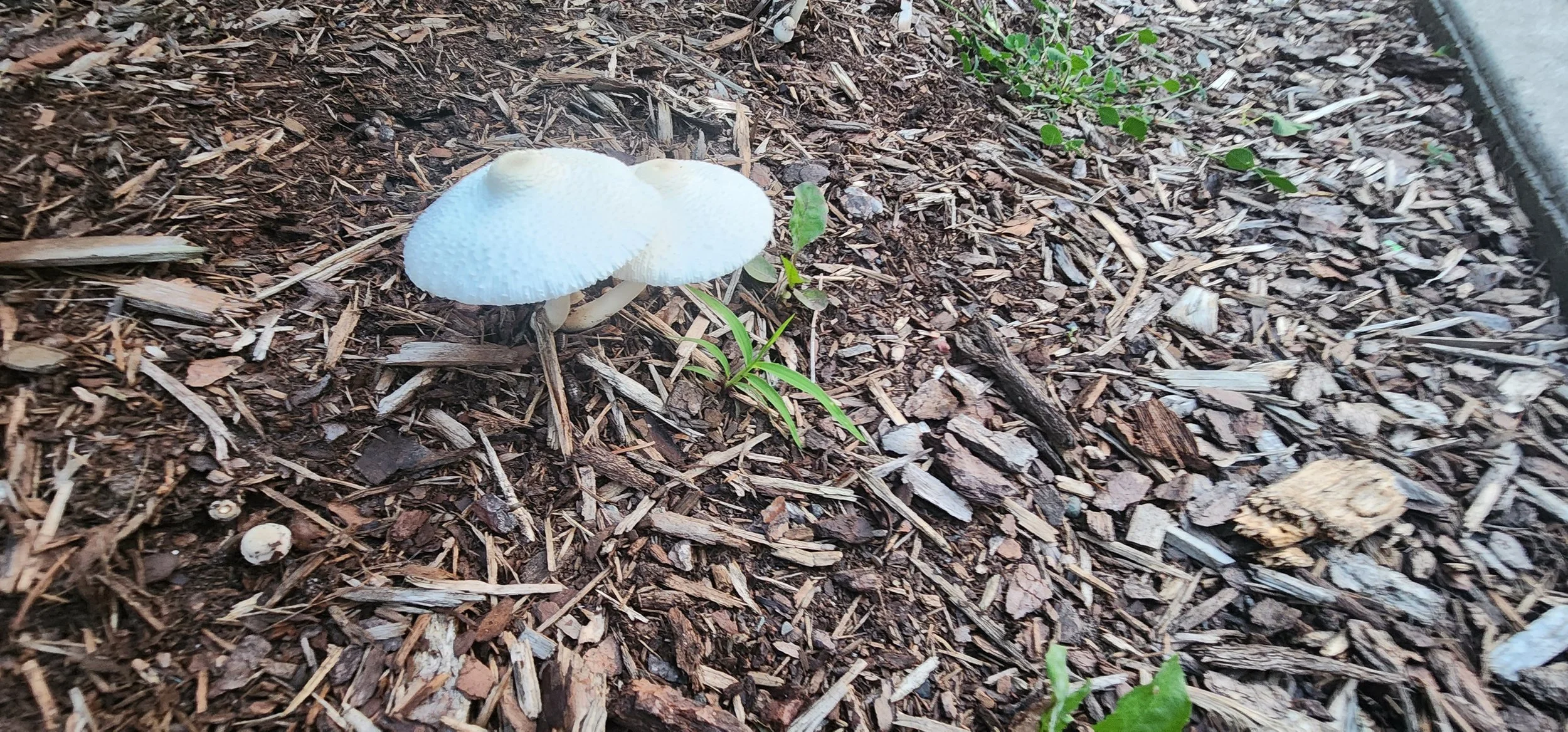 Agaricaceous
