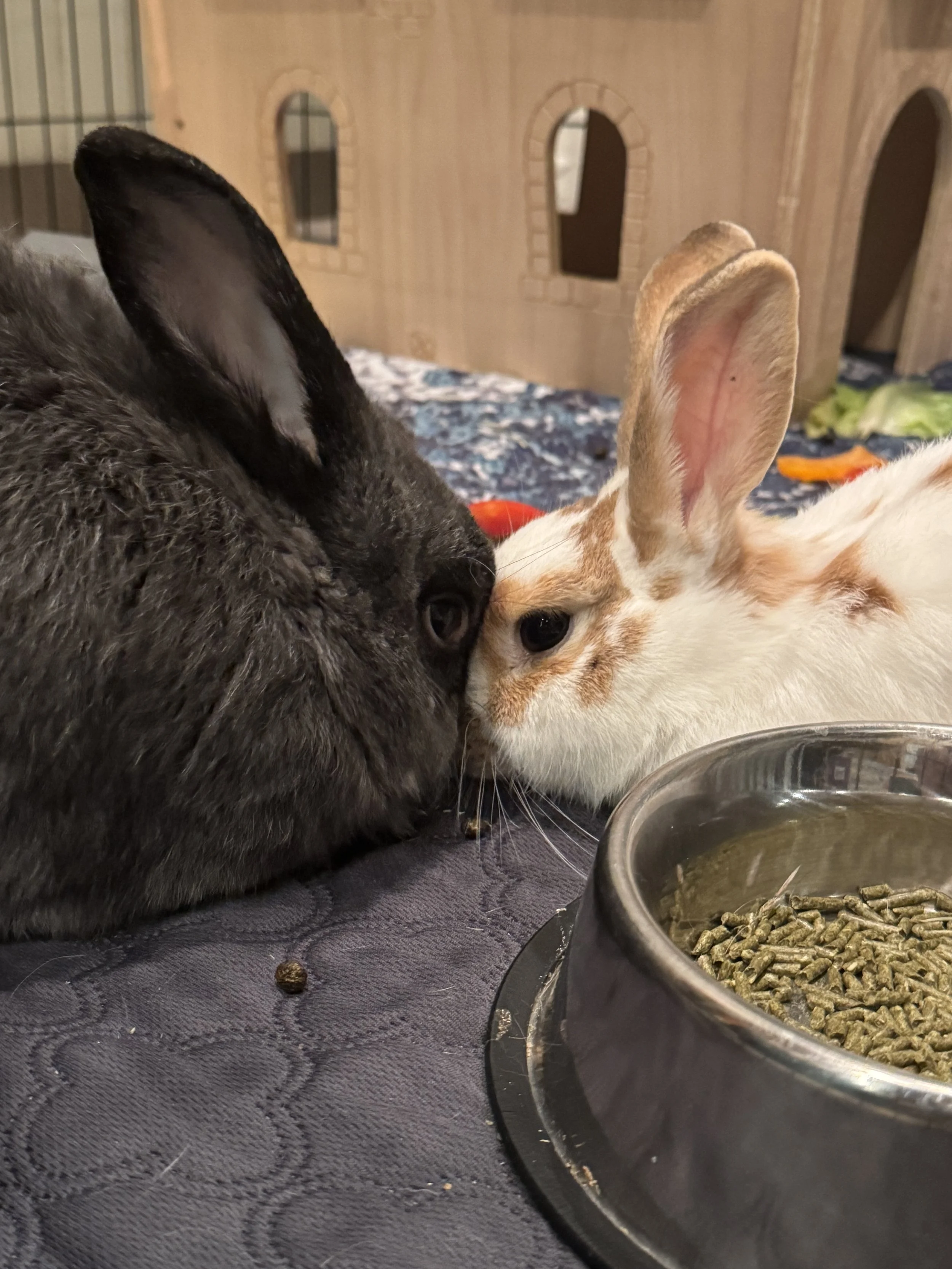 Two rabbits, one black and gray and one white with orange patches, lying close together near a bowl of rabbit pellets on a dark surface with a wooden rabbit hutch in the background.