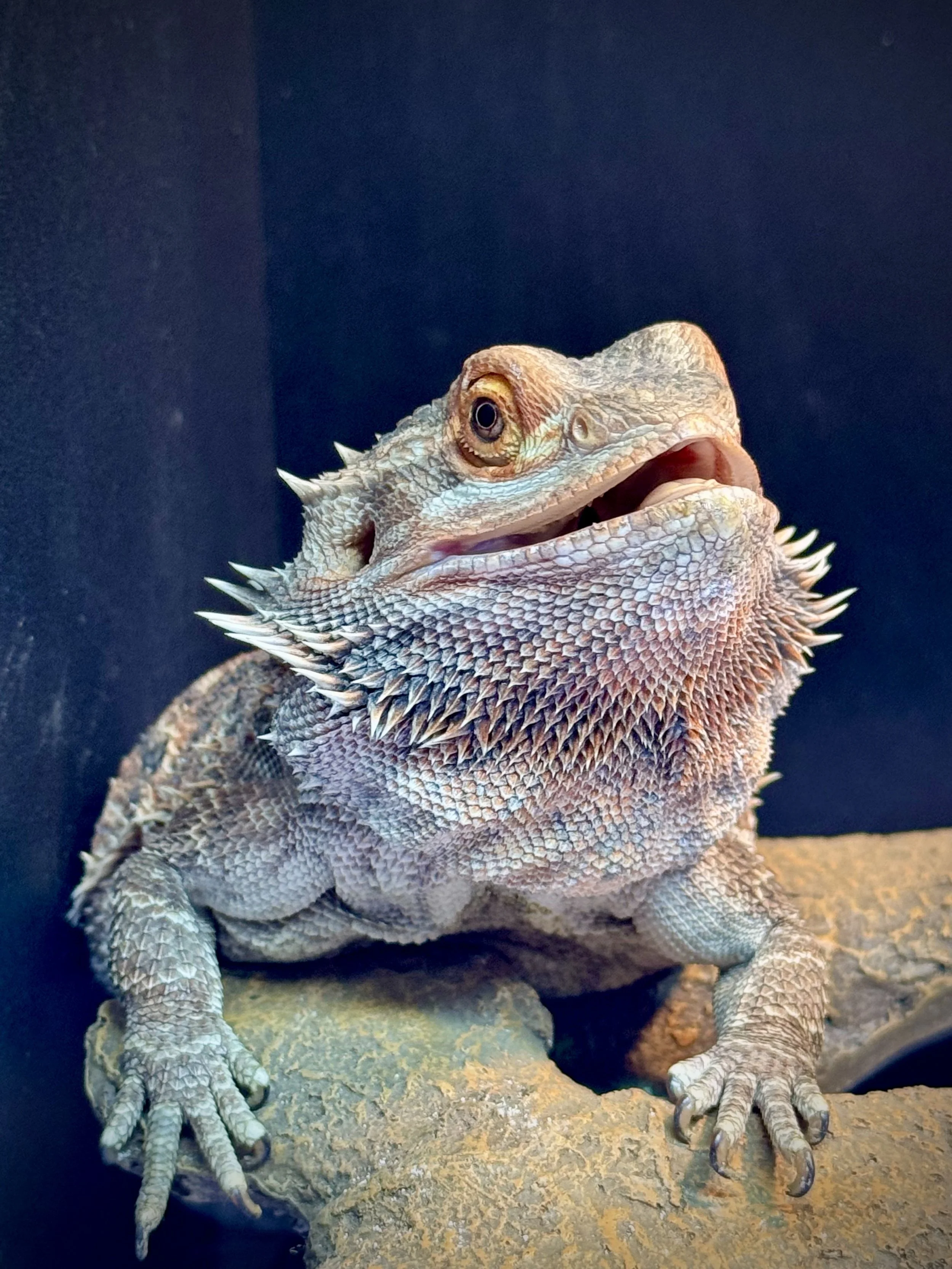 A bearded dragon lizard resting on a rock with a dark background.