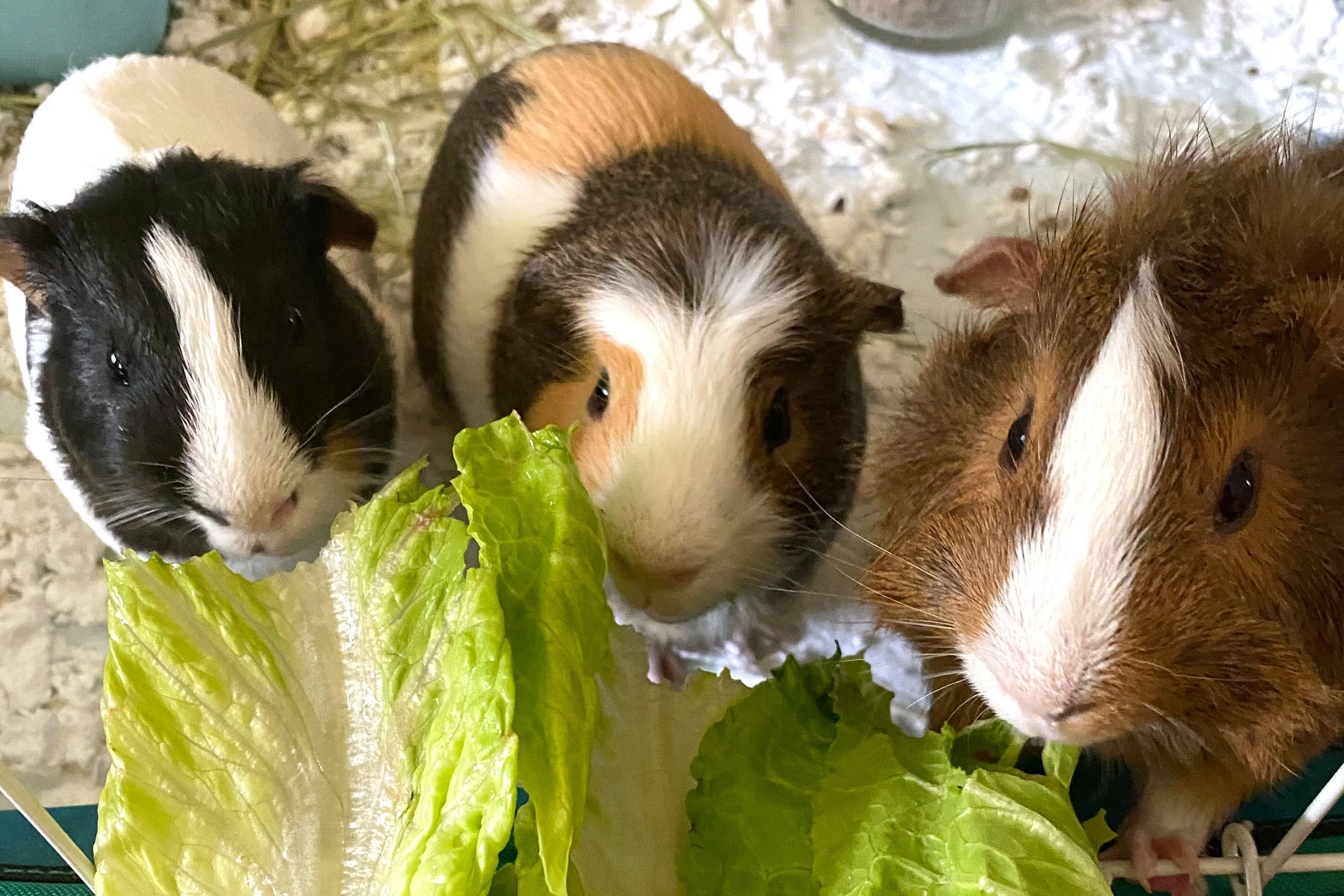 Three guinea pigs eating lettuce in a cage.