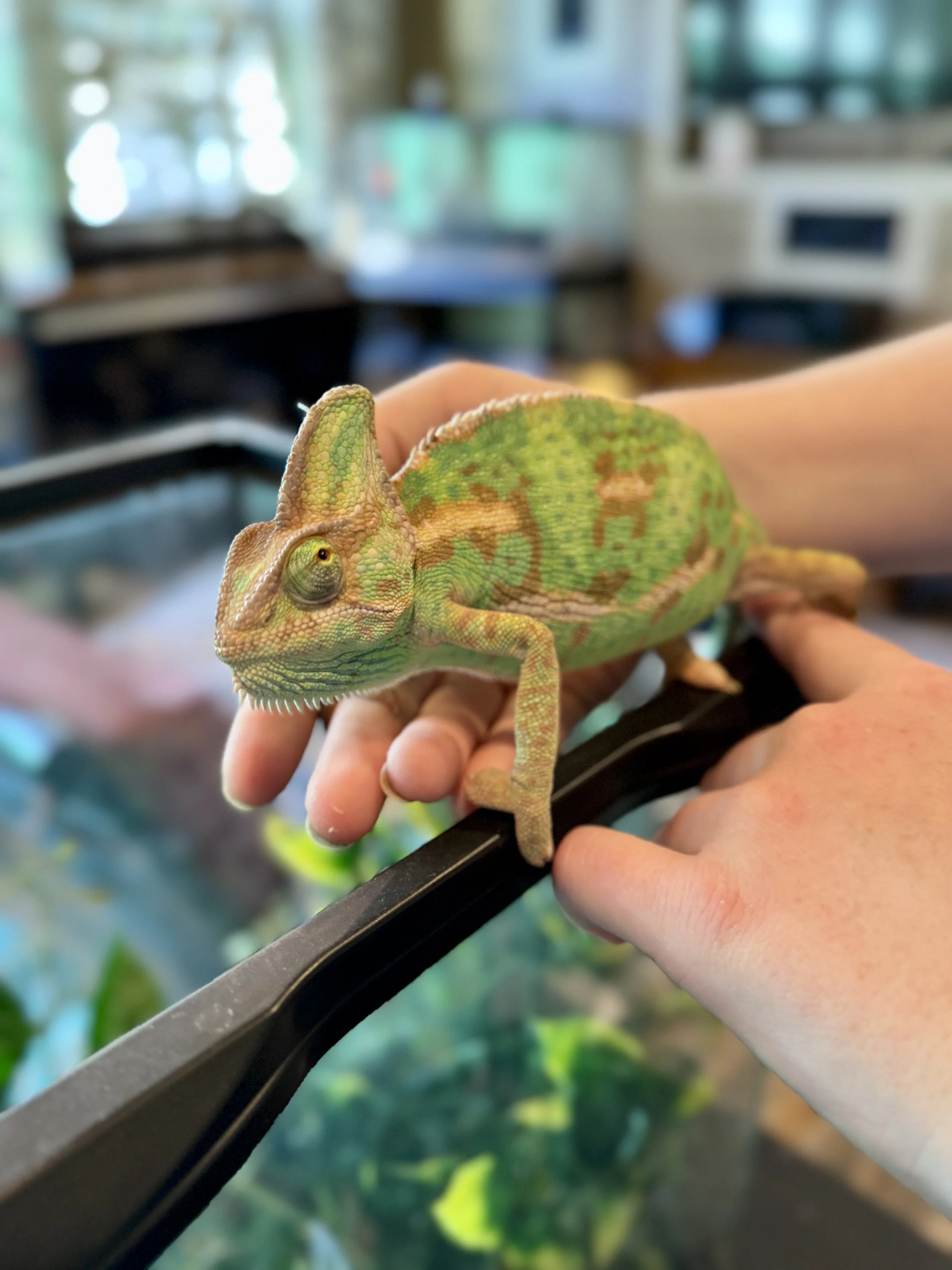 A person holding a chameleon on their hand with a blurred background of an indoor setting.