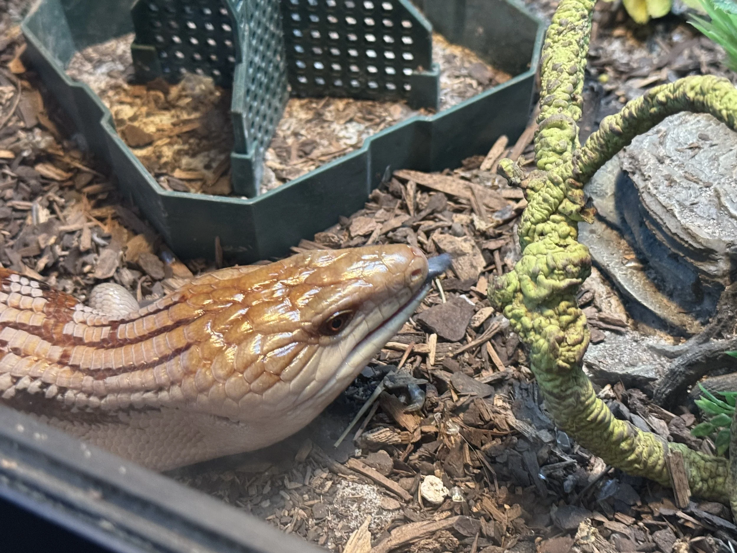 Close-up of a small reptile with sharp scales and textured skin, seen on a bed of wood chips in a terrarium. A small piece of green coral-like plant and a stone are also visible.