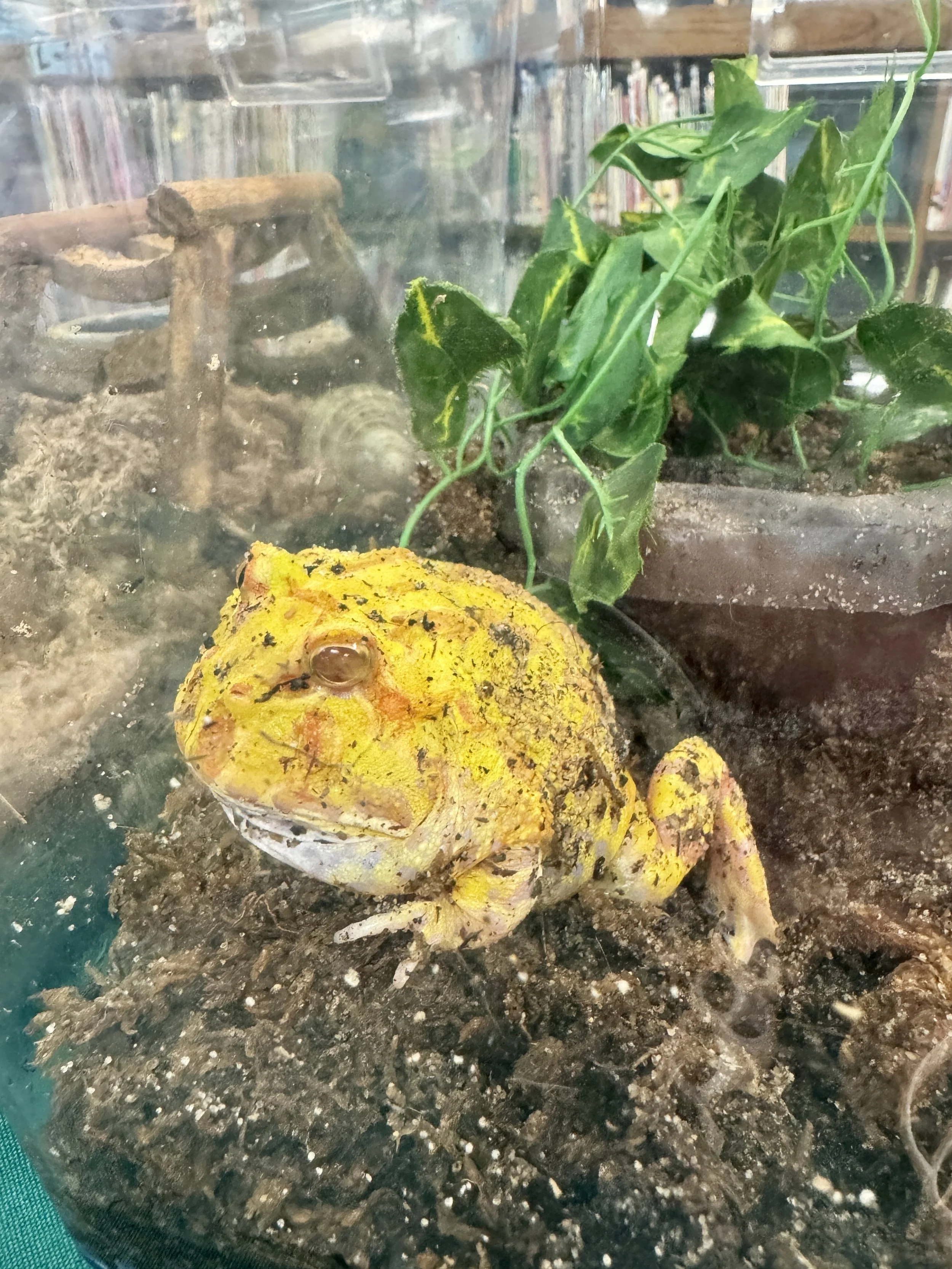 A yellow and orange-colored frog with bumpy skin resting on dark, moist soil inside a glass terrarium with green leaves and some wood logs.