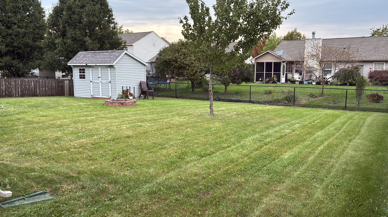 A backyard with a green lawn, a small shed, a tree in the center, and neighboring houses in the background, enclosed by a black fence.
