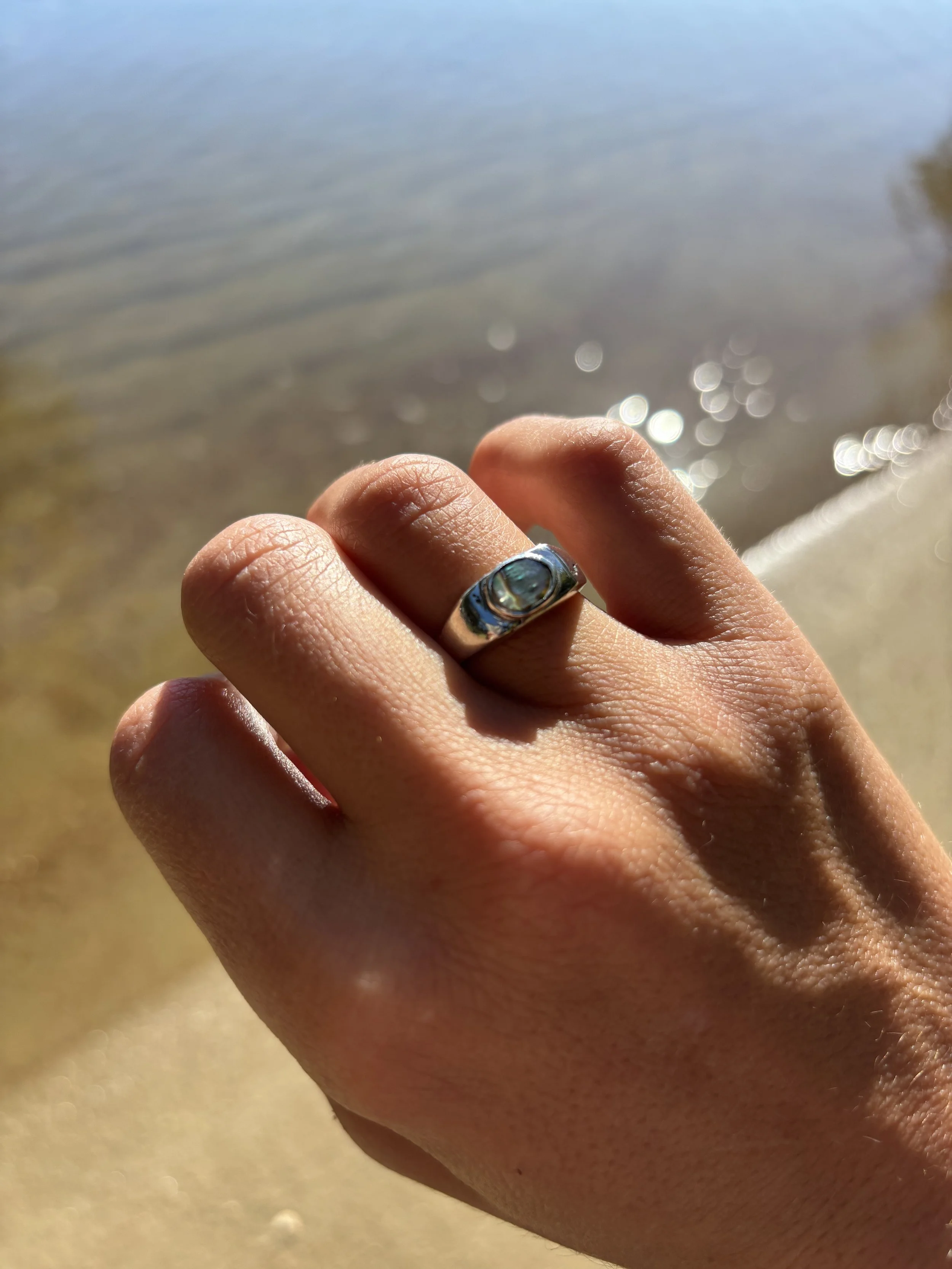 abalone 4.jpg