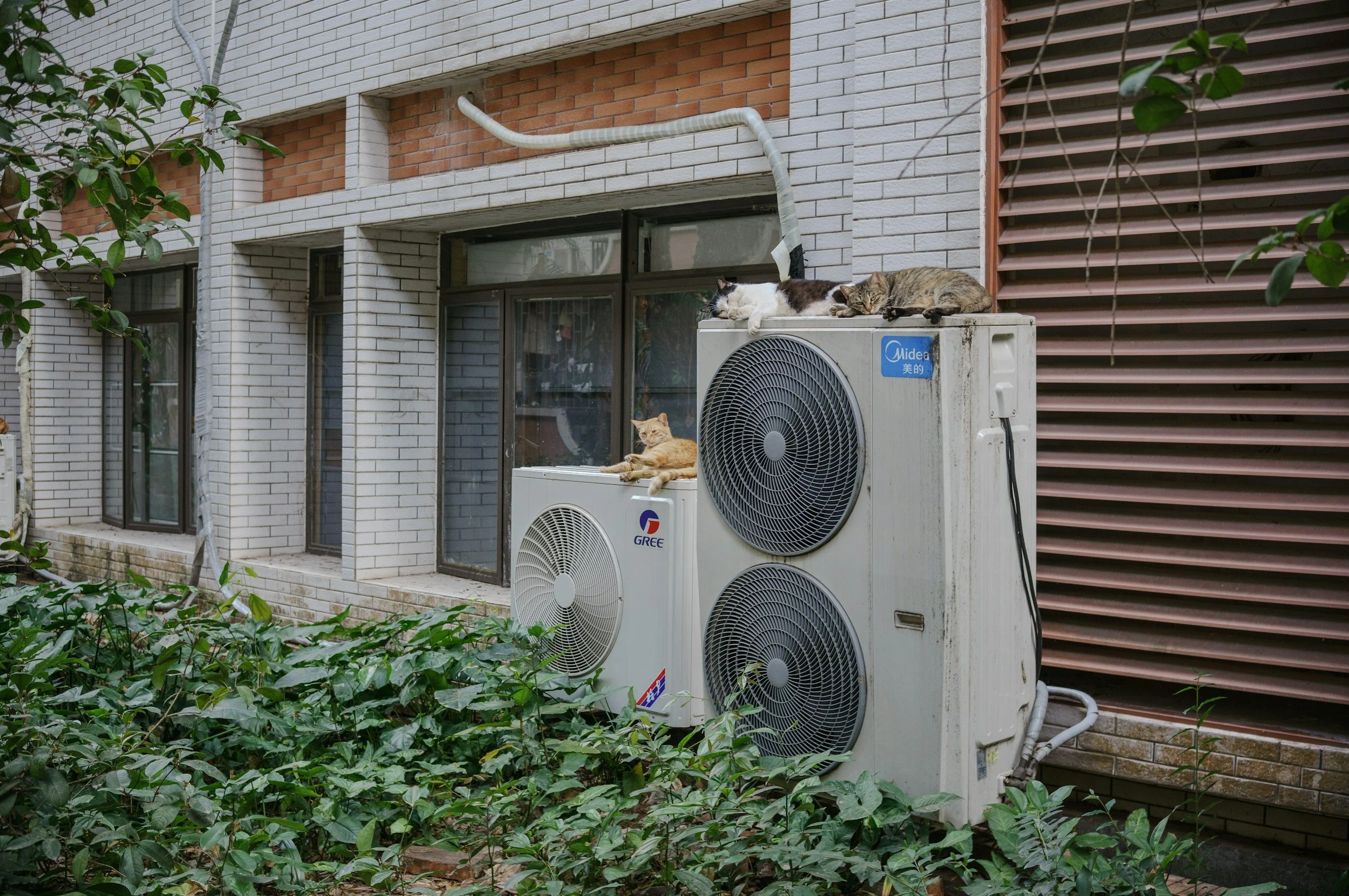 Three cats resting on an outdoor air conditioning unit on a balcony of a modern building with white brick walls and brown Venetian blinds, surrounded by green plants and ivy.