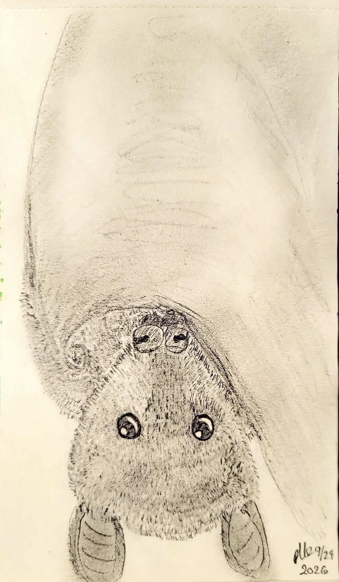 A detailed pencil sketch of a hippo's face and body, with large eyes, nose, and ears, along with its legs, drawn on a white piece of paper.