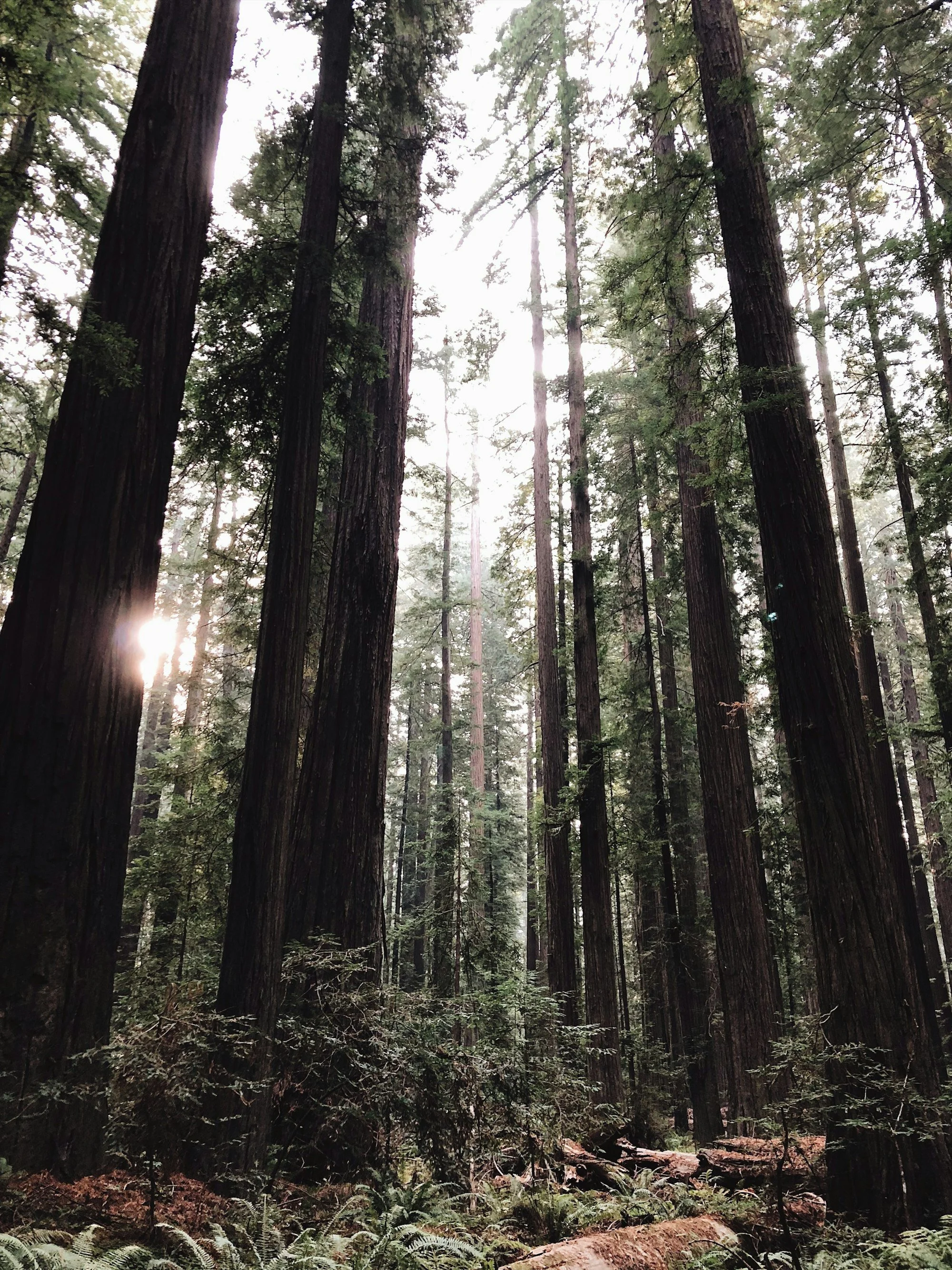 Old-growth redwoods at Founders Grove in Humboldt County, California