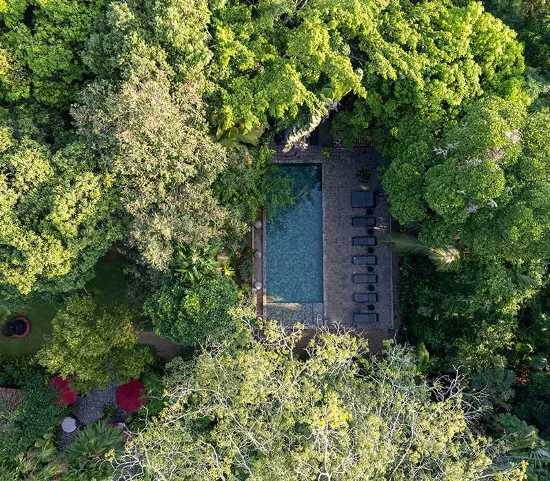 Aerial view of a backyard with a swimming pool surrounded by dense green trees and lush vegetation.