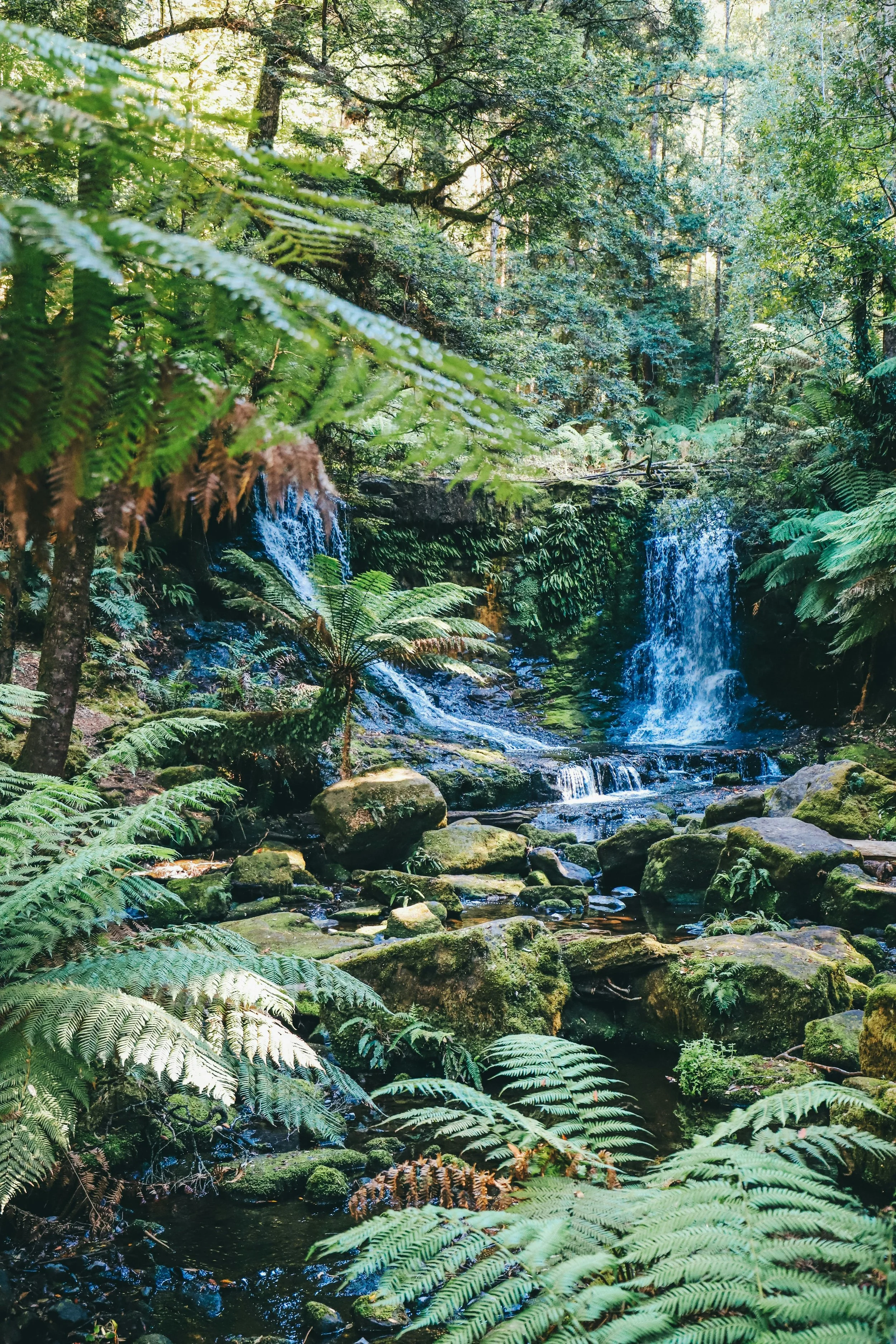 A lush green forest with tall trees and abundant ferns surrounding a small waterfall cascading into a stream with rocks.