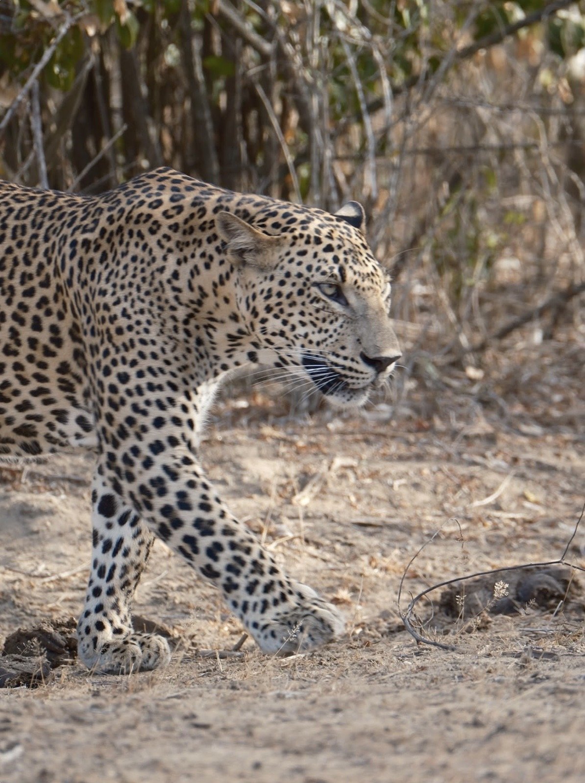 A jaguar walking through a dry, wooded area with sparse vegetation.