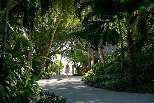 Tropical garden pathway lined with palm trees and lush greenery, with a person walking in the distance.