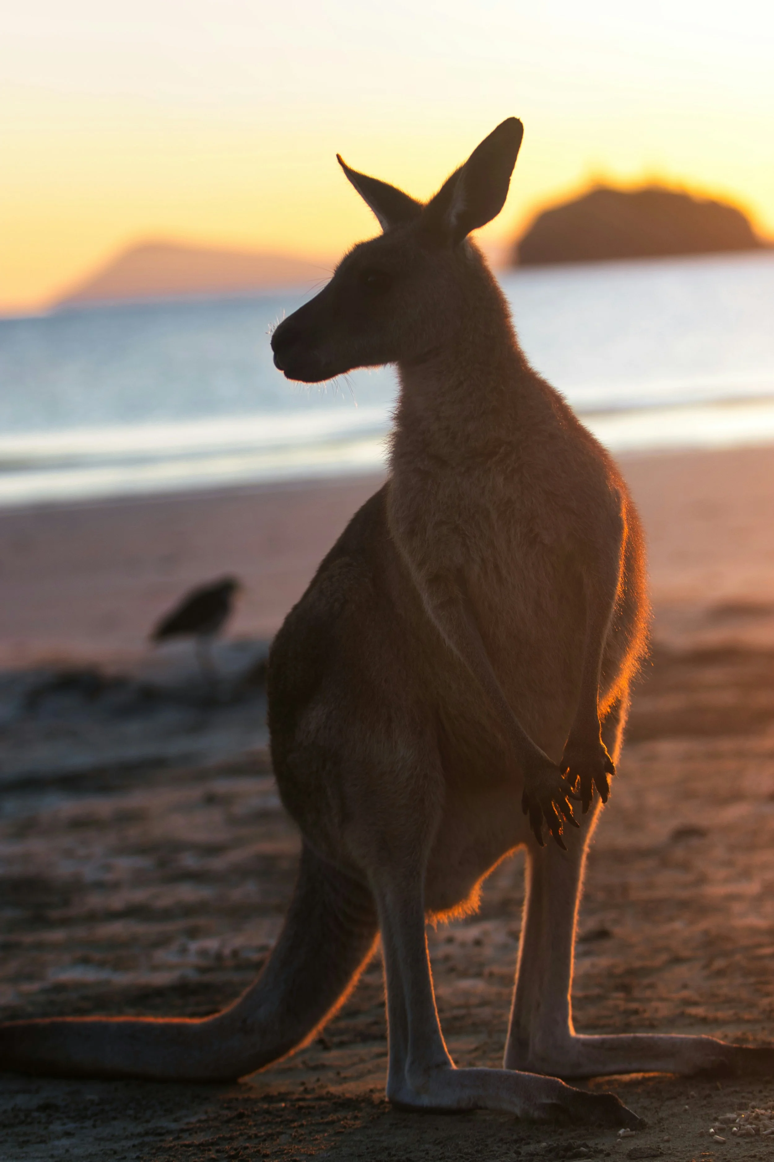 Kangaroo sitting on a beach during sunset