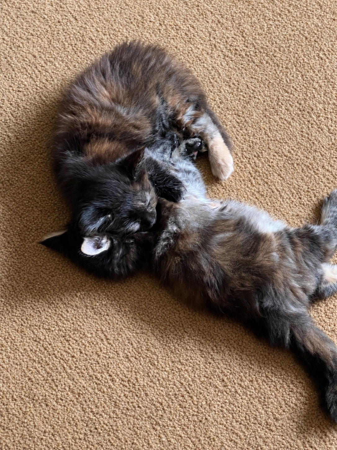 Two fluffy, dark-colored Maine Coon kittens curled together on beige carpeting, playfully cuddling with their paws intertwined.