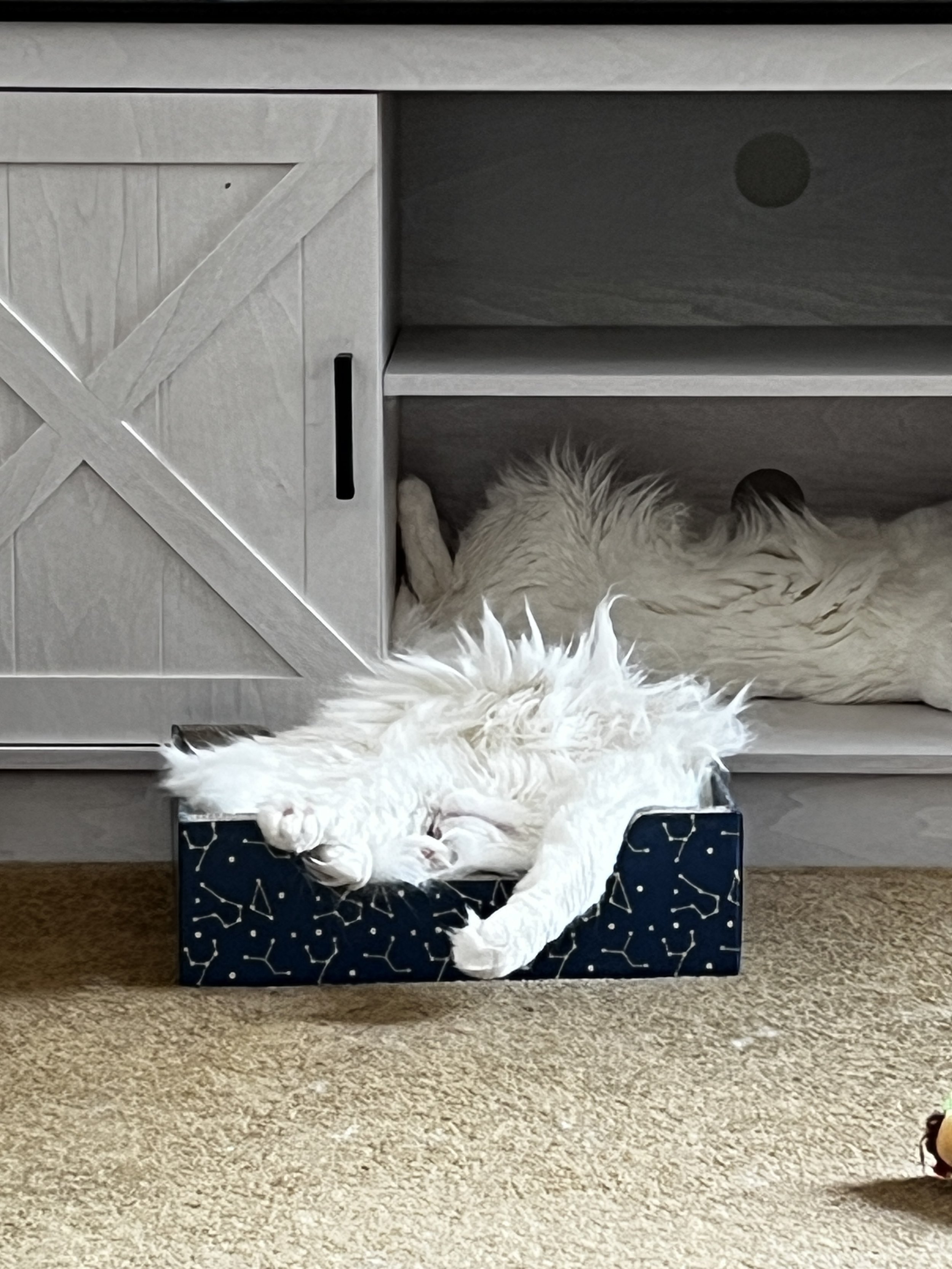 Pink, a fluffy white Maine Coon, sleeping on her back in a small blue cardboard scratching bed, with her belly exposed and paws hanging over the edges.