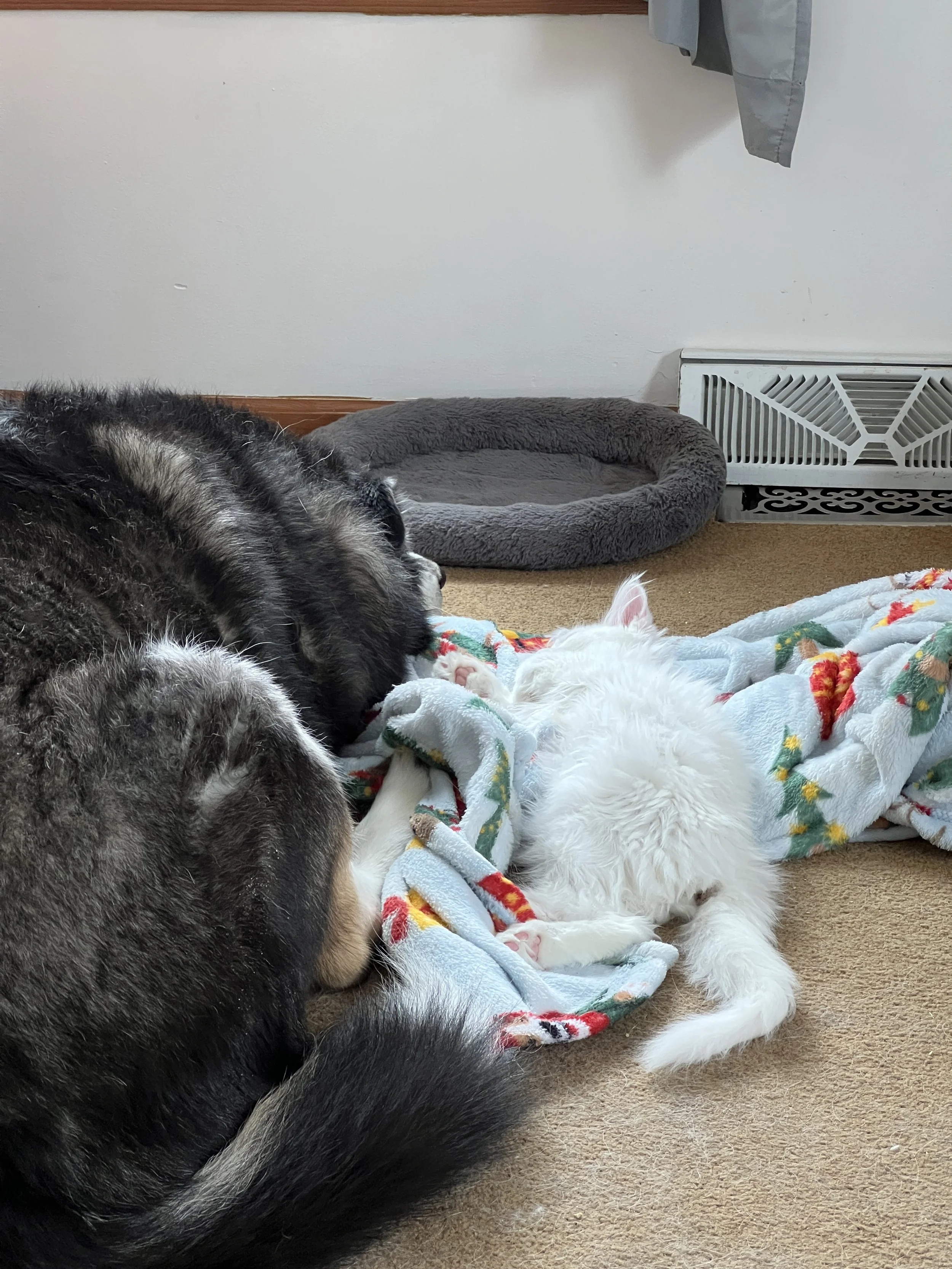 Phoenix, a large black and white dog, resting beside Pink, a fluffy white Maine Coon kitten stretched out on a colorful blanket on the carpet.