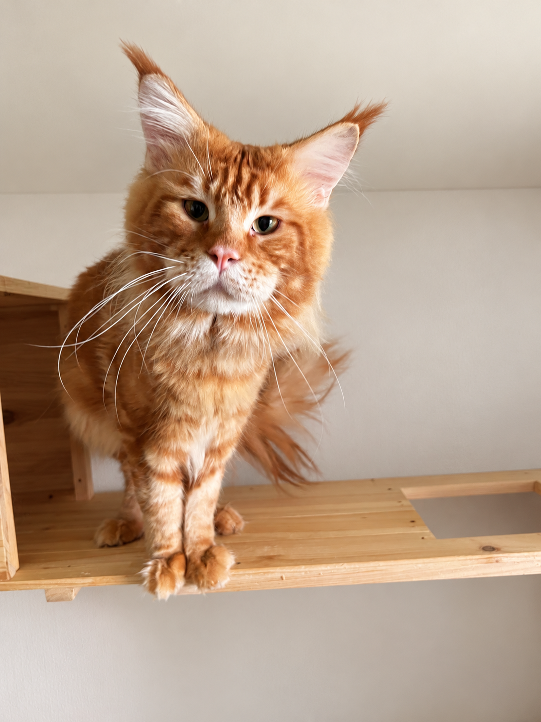 Eddie, a red tabby Maine Coon with bright orange striped fur, green eyes, long white whiskers, and large tufted ears, standing on a wooden wall shelf and looking toward the camera.