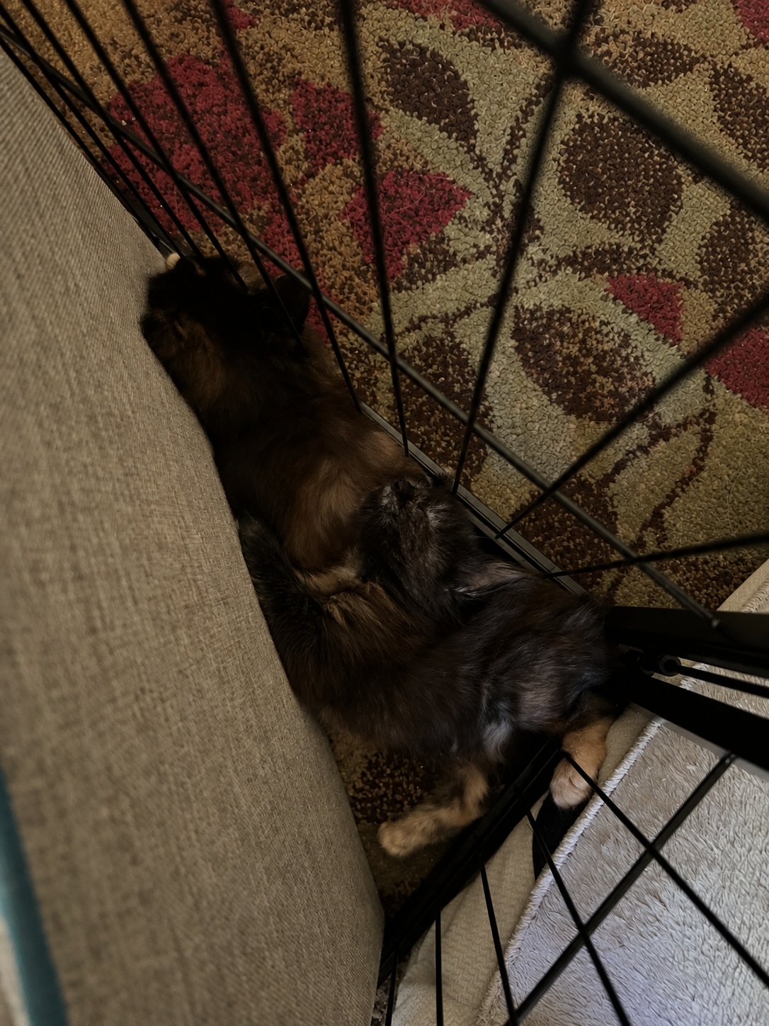 Two small tortoiseshell kittens sleeping in a narrow space between a beige couch and a black wire playpen fence on a patterned rug.